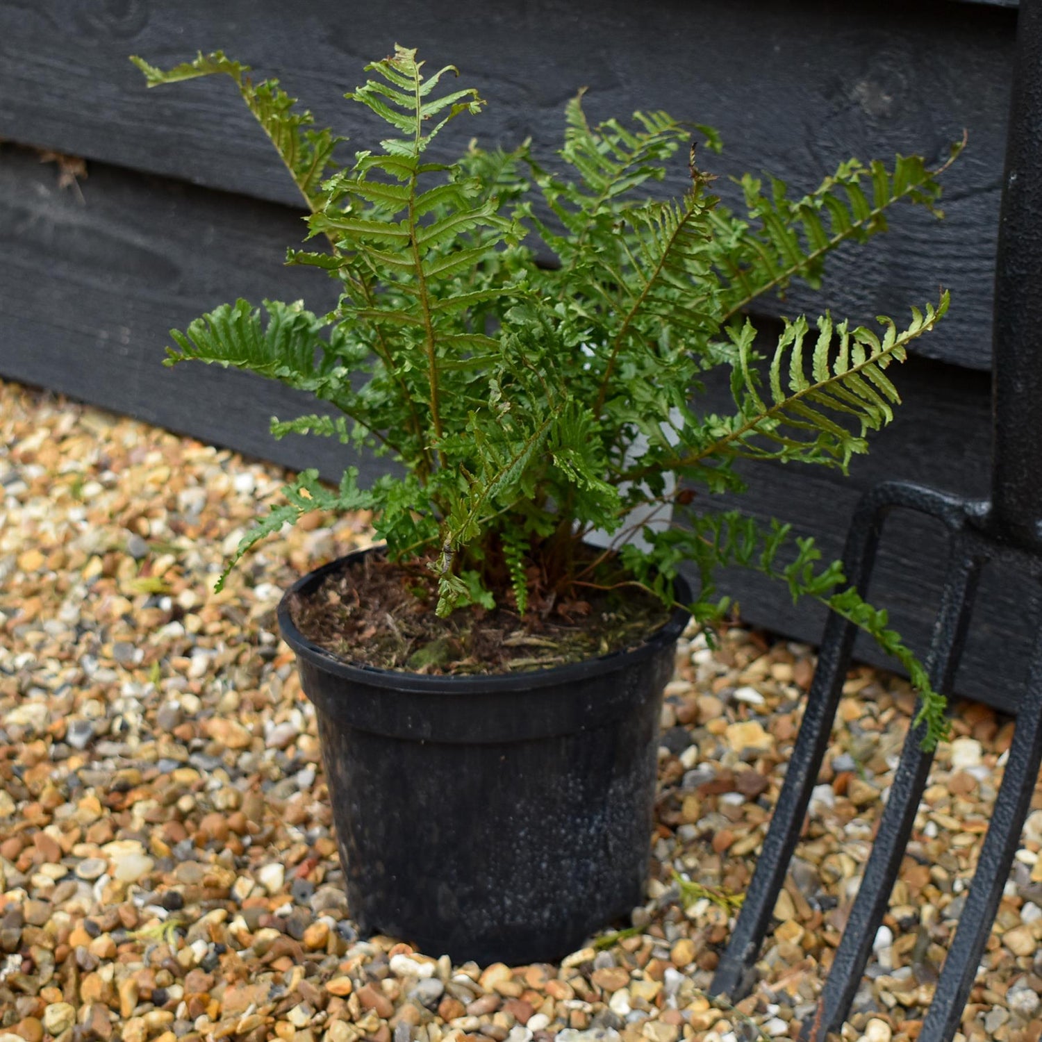 Dryopteris affinis | Golden Shield Fern - 20-30cm - 2lt