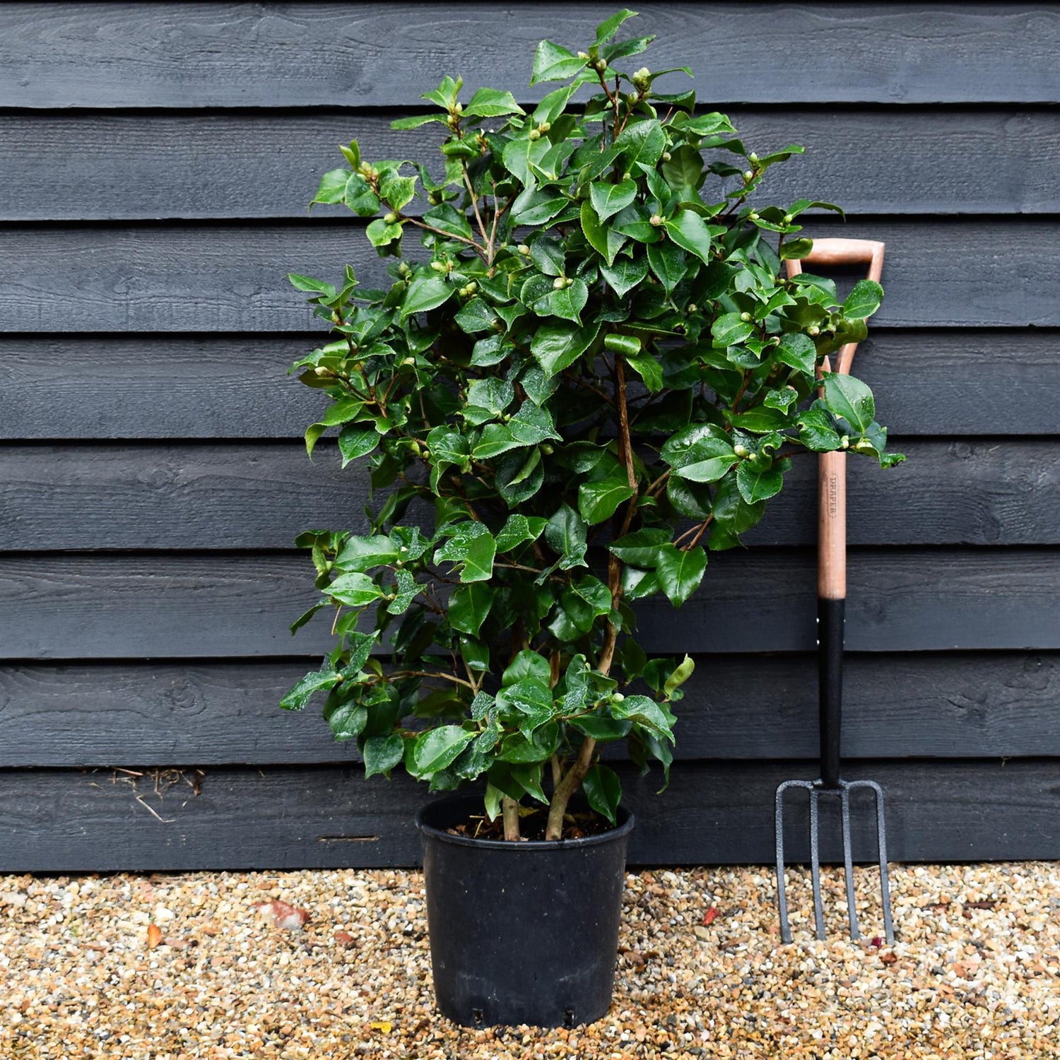 Camellia Dr King -  60-70cm -12lt