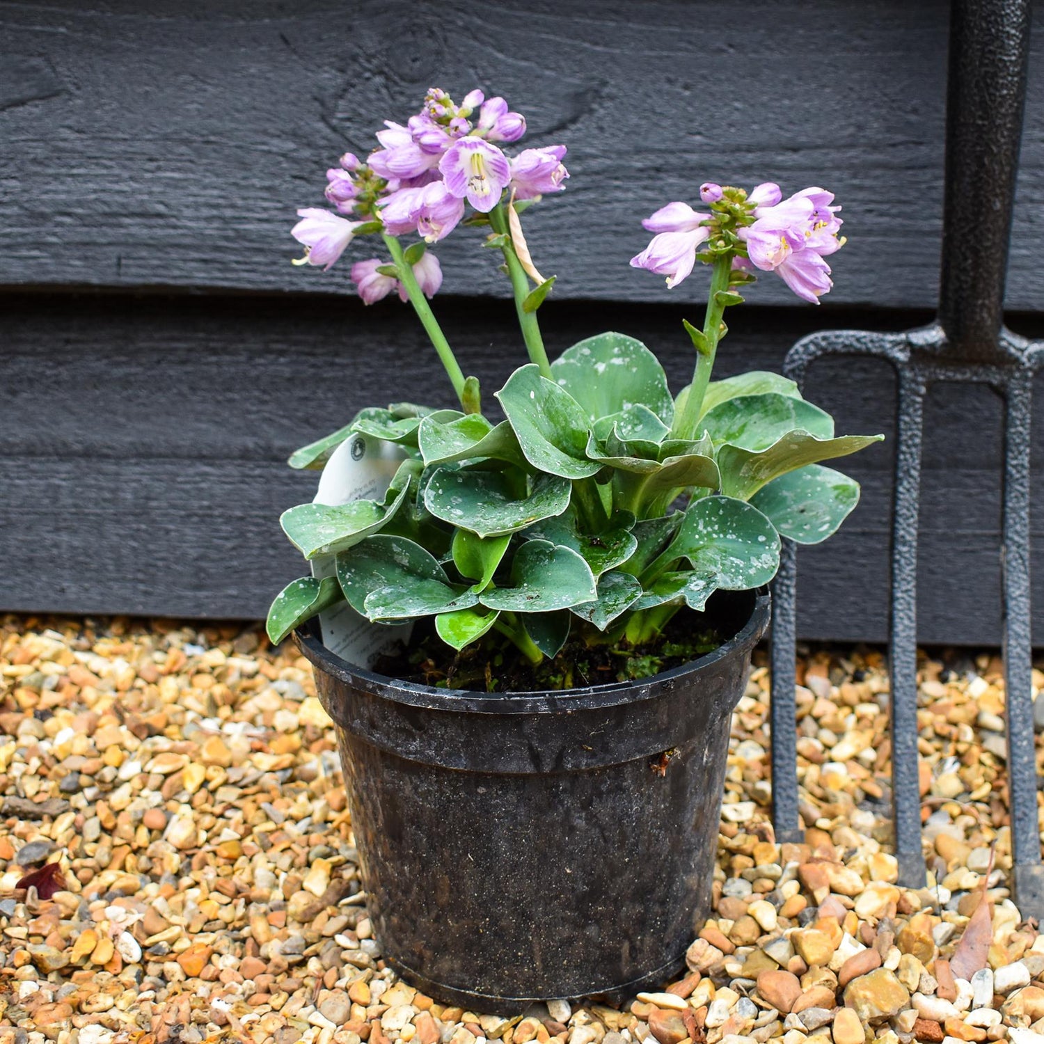 Plantain Lily 'Blue Mouse Ears' - 10-20cm, 2lt