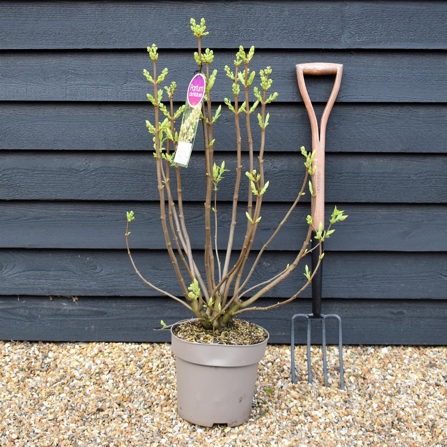 Lilac ''Primrose' | Syringa vulgaris - Height 80-100cm - 10lt