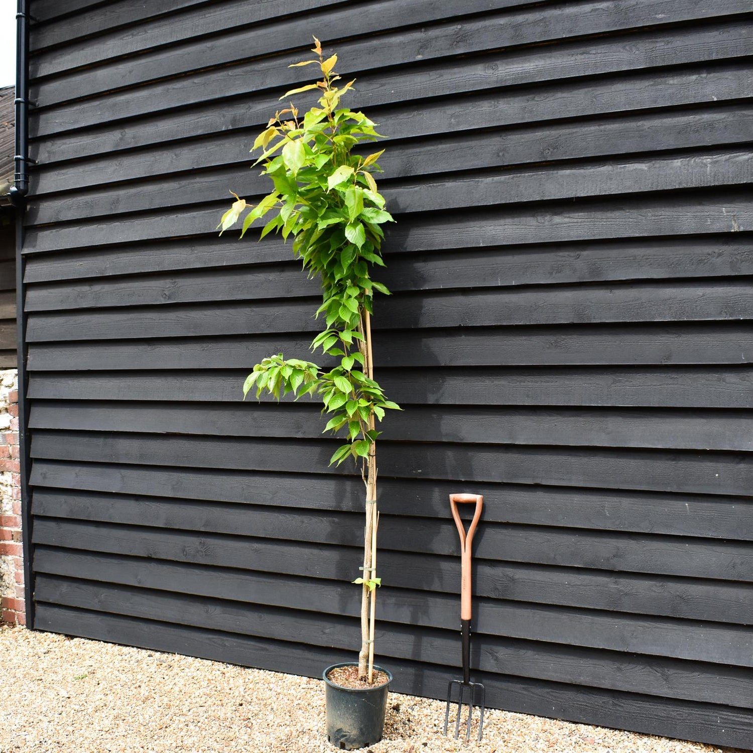 Prunus Amanogawa Japanese | Flagpole Cherry  - 170-230cm, 10lt