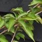Prunus Serrulata 'Rebecca' | Rebecca  Cherry - 170-180cm, 12lt
