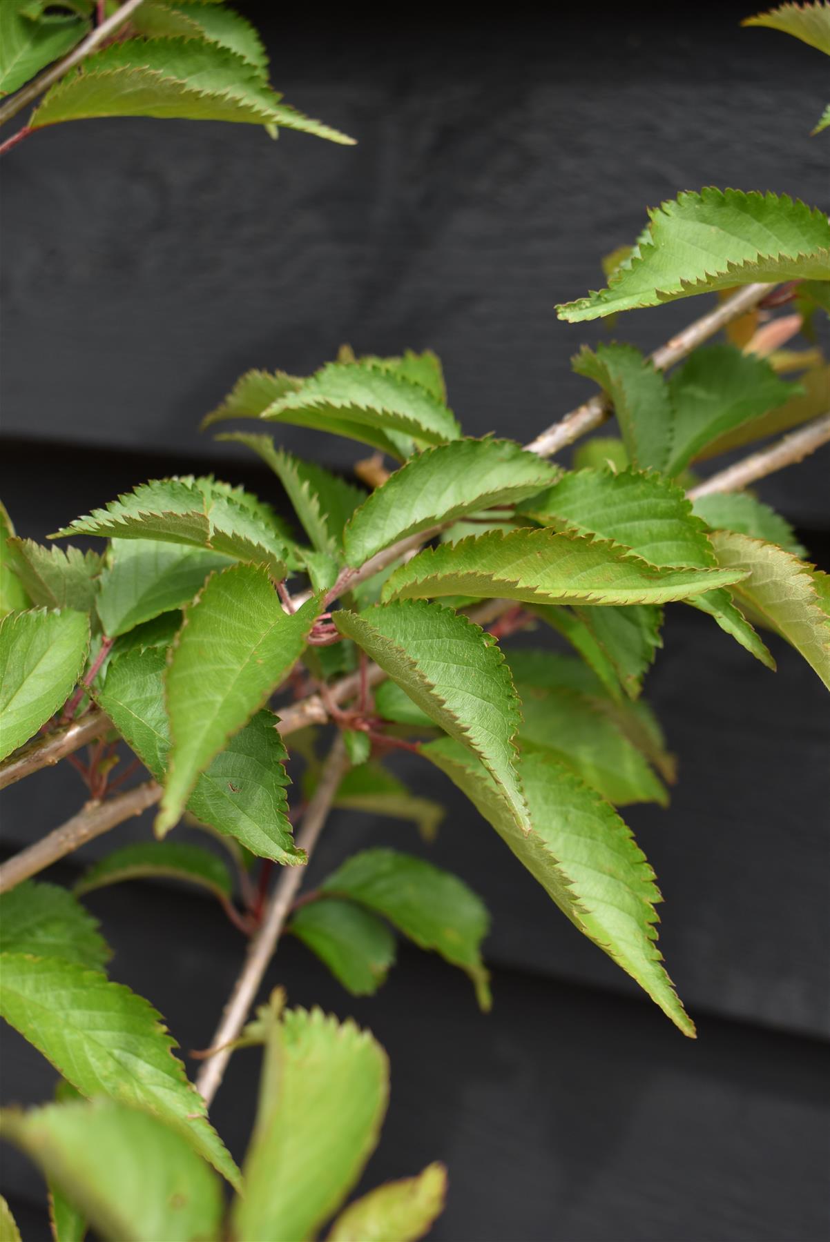 Prunus Serrulata 'Rebecca' | Rebecca  Cherry - 170-180cm, 12lt