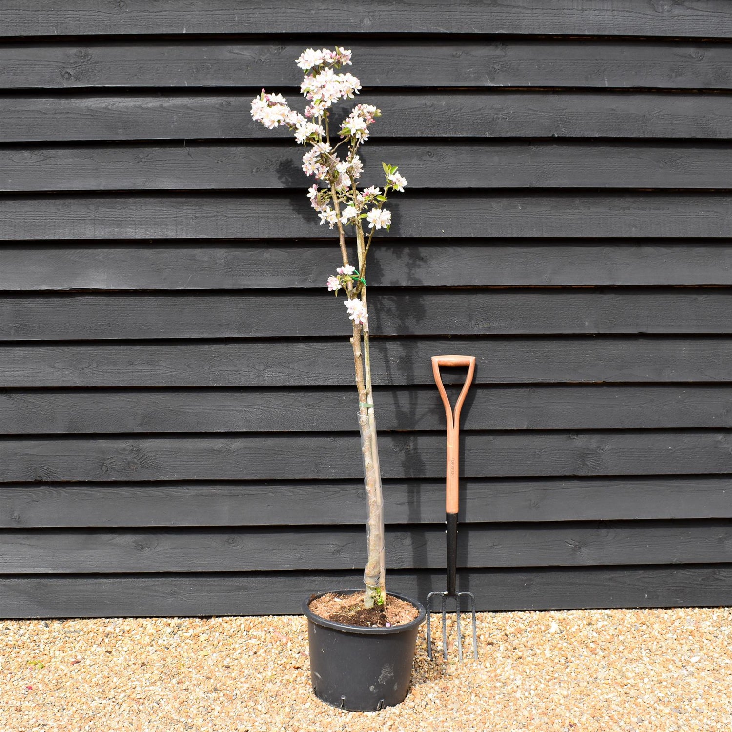 Apple tree 'Katy' | Malus domestica - MM106 - Semi Vigorous - Height 160-170cm - 20lt