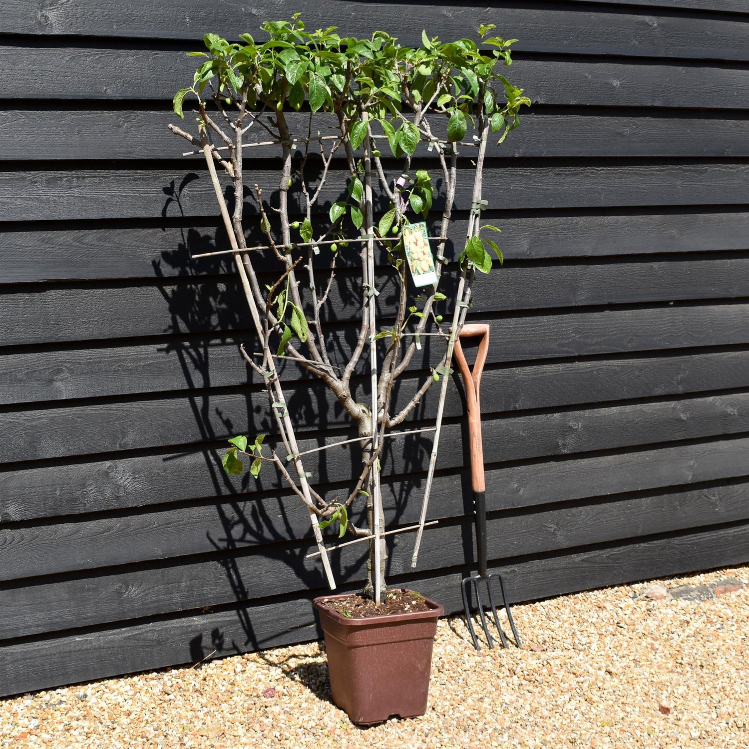 Plum 'Regina Claudia Gialla' - Prunus domestica - Frame - Height 130-140cm - 15lt