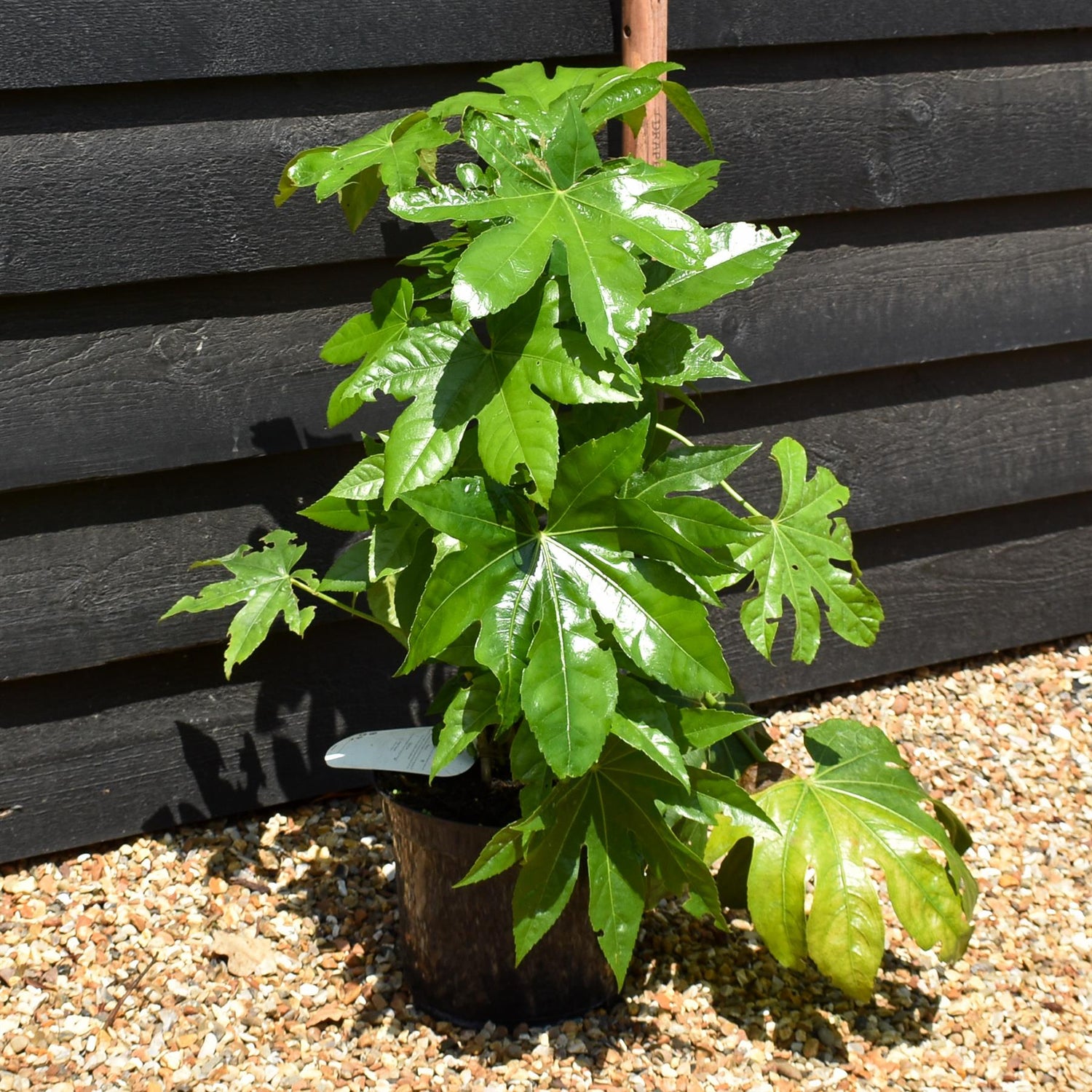 Fatsia japonica (Japanese aralia) - Height 40-60cm - 5lt