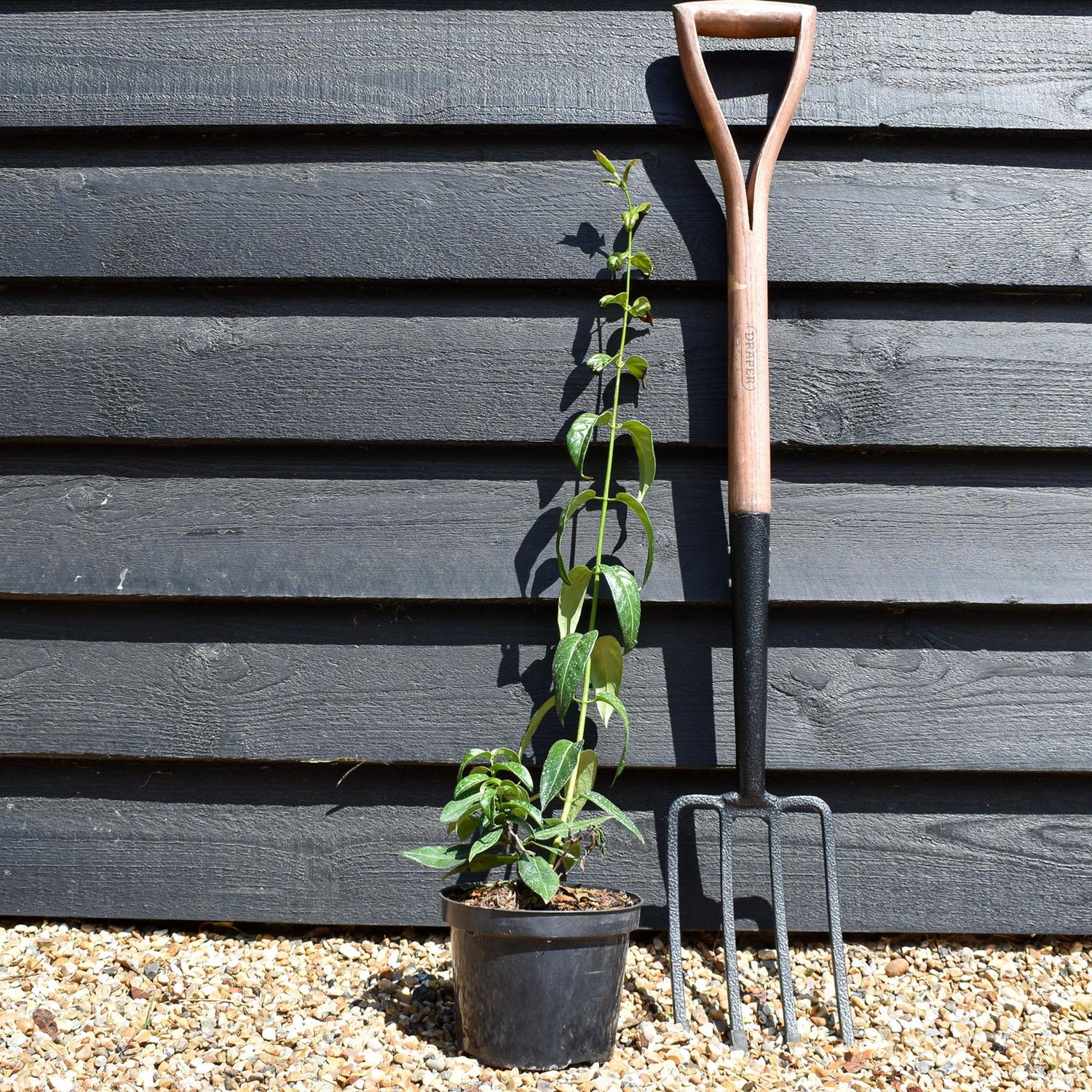 Lonicera 'Copper Beauty' - Evergreen Honeysuckle - Climber -Cane - Height 40-50cm - 2lt