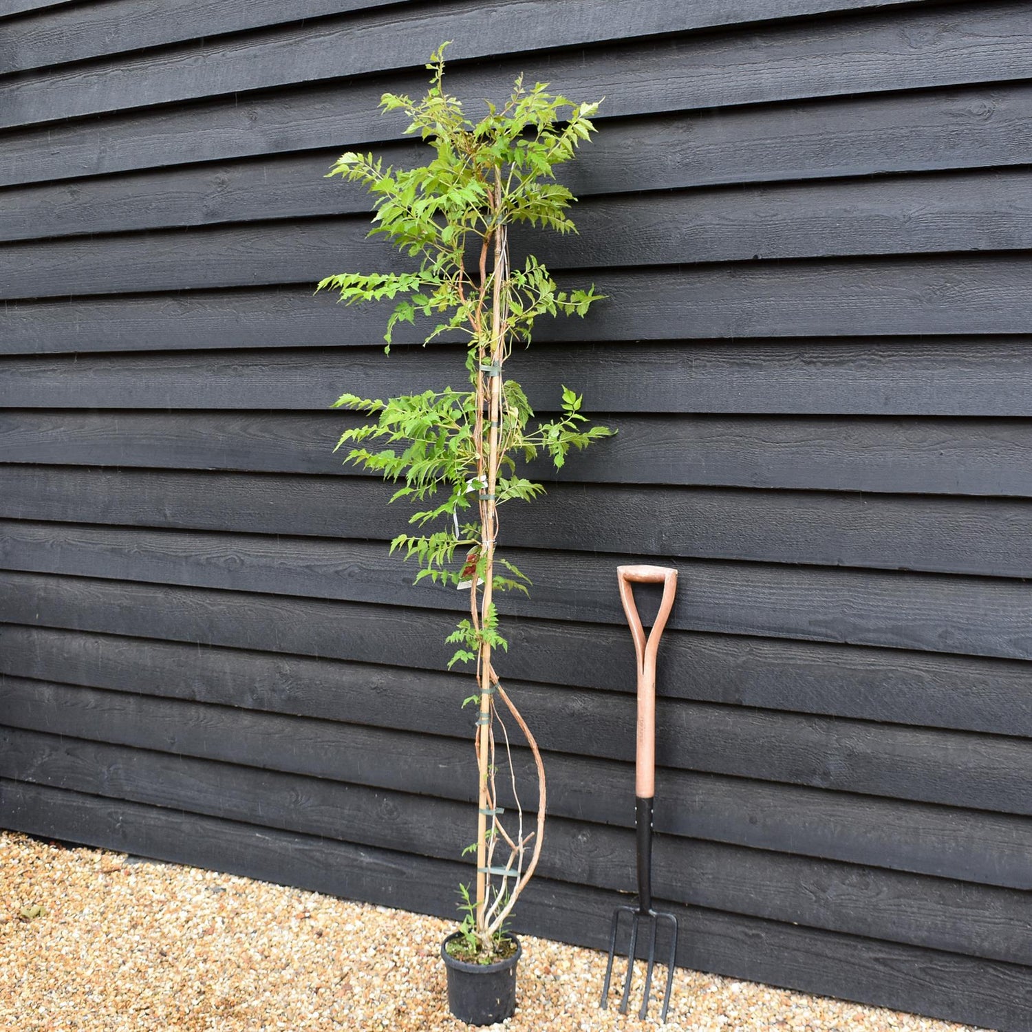 Campsis 'Madam Galen' - Deciduous Climber - Height 180-200cm - 9lt