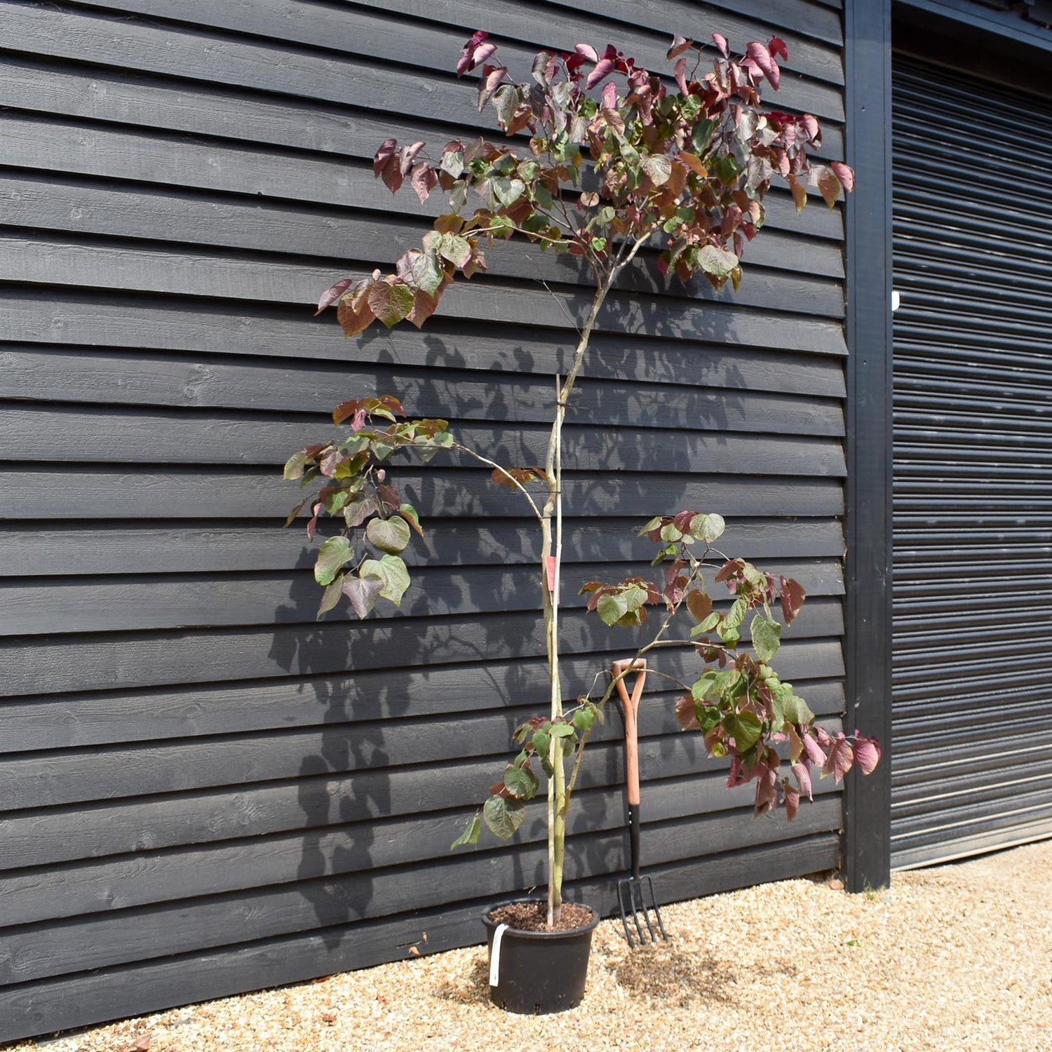 Cercis canadensis 'Forest Pansy' - Bushy - Height 220-320cm - 20lt