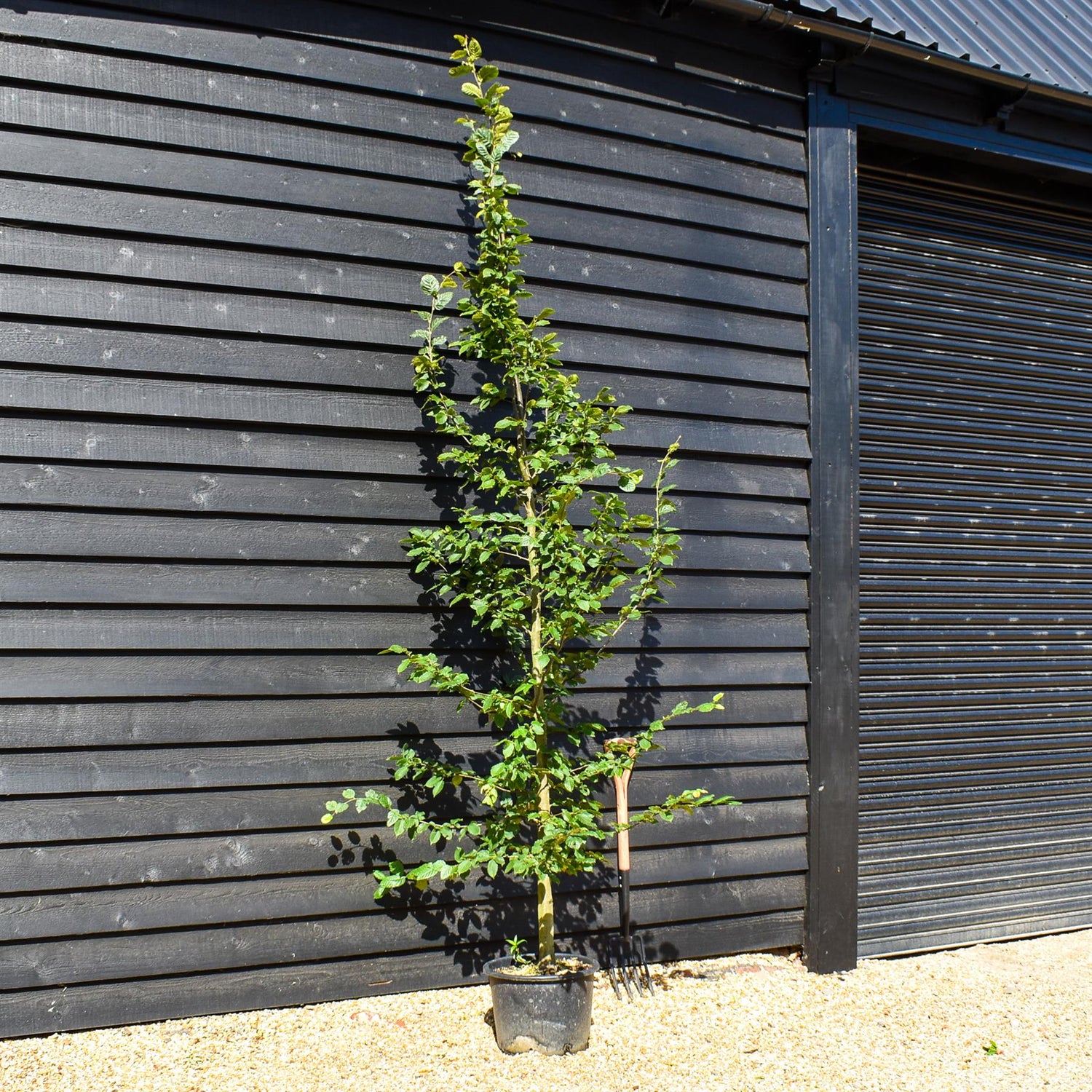 European Hornbeam | Carpinus Betulus - Feathered - Girth 8-10cm - Height 220-280cm - 30lt