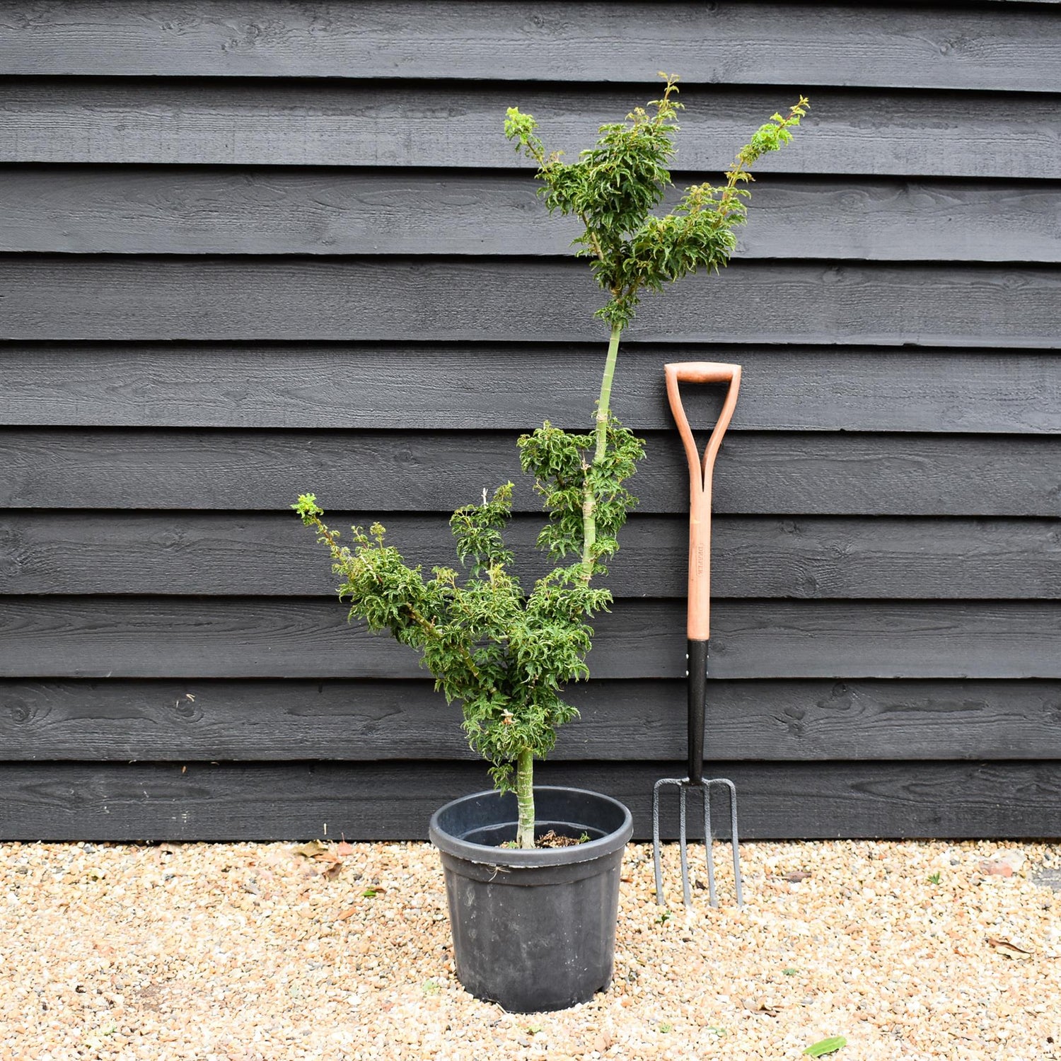 Acer palmatum 'Crispifolium'  (Shishi Gashira Maple) - 90cm, 15lt
