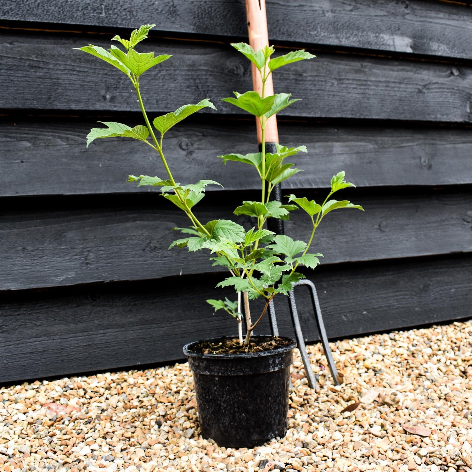 Viburnum Opulus Roseum | Snowball Bush - 40-50cm - 12lt