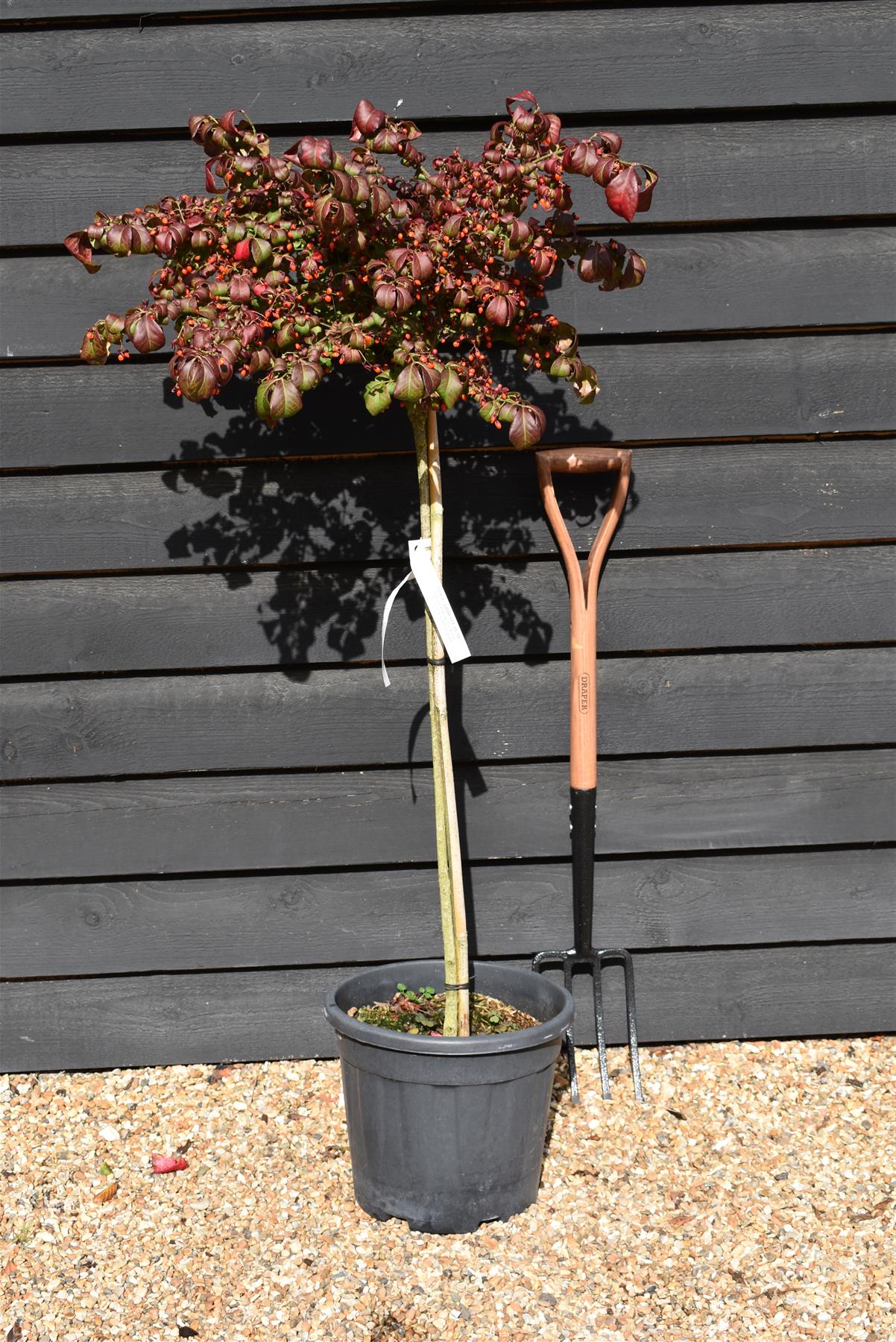 Euonymus alatus Shrub | Winged Spindle Small Tree - - Clear Stem 100cm - Height 140-150cm - 15lt