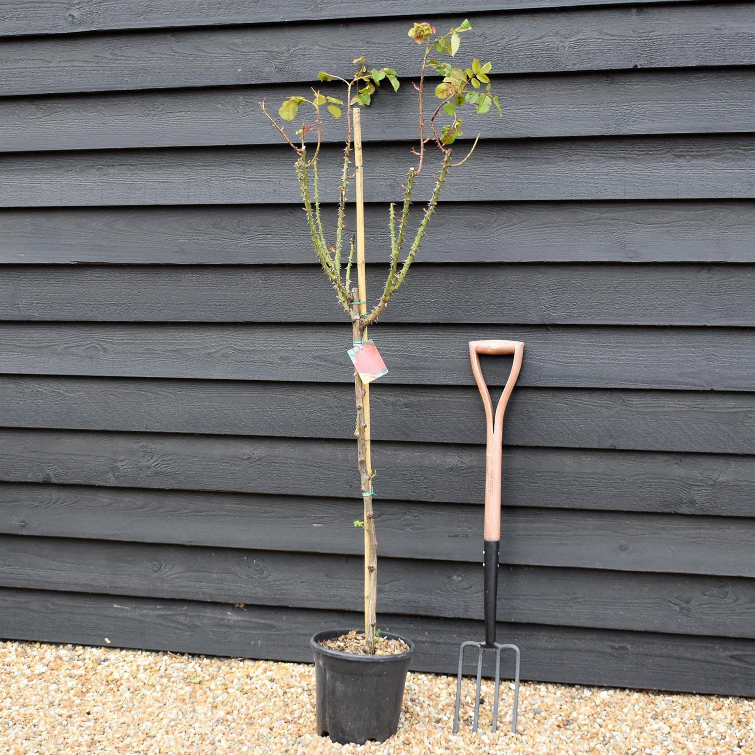 Rose 'Vermiglio Intenso' - Clear Stem 80-90cm - Height 130-160cm - 18lt