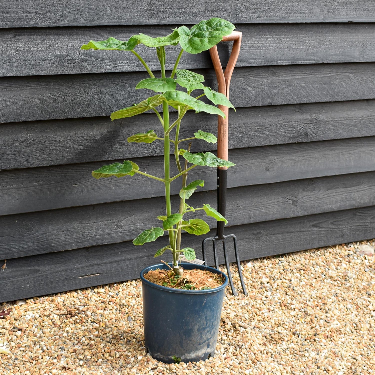 Paulownia elongata 'Futuro' - Height 40-70cm - 10lt
