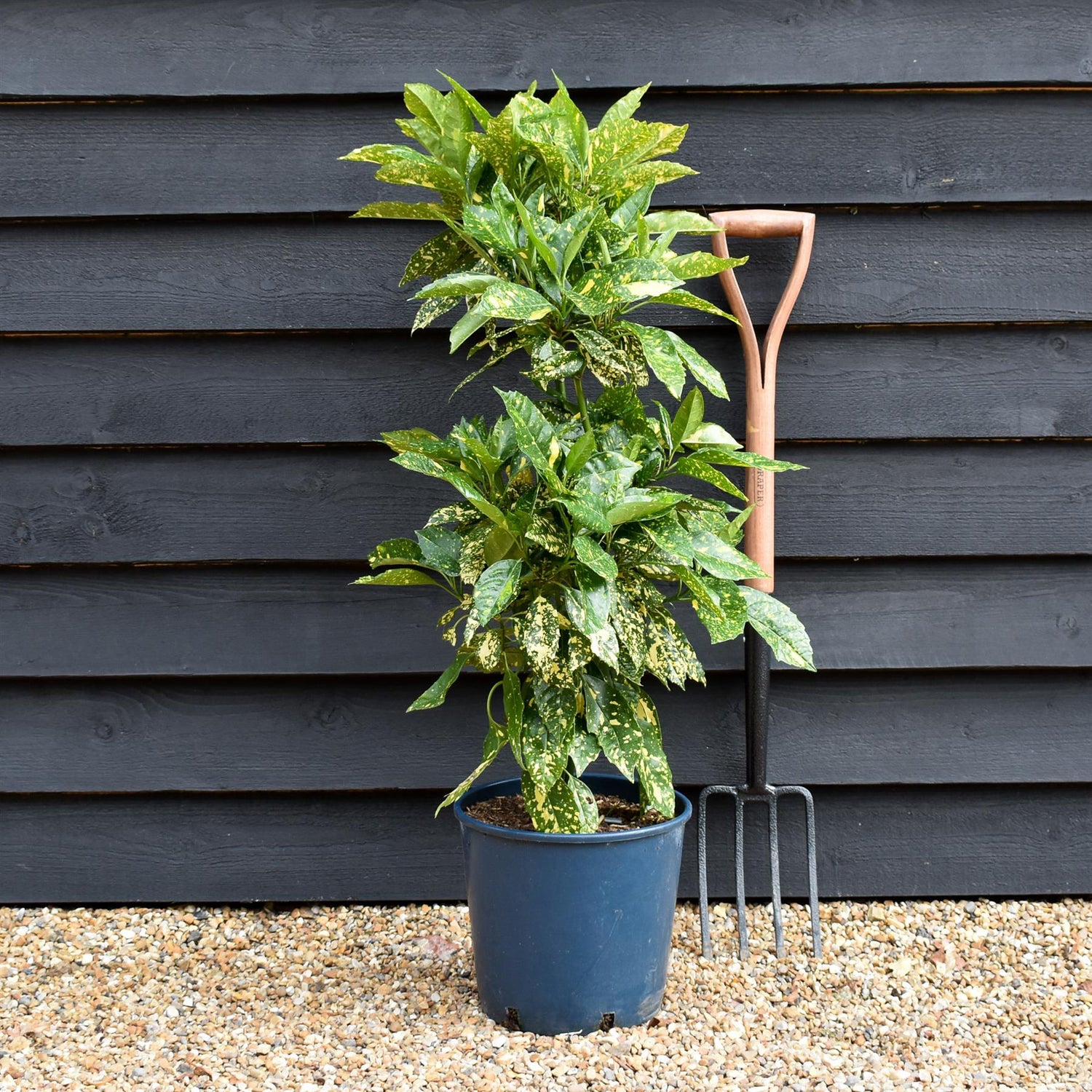 Aucuba japonica 'Mr Goldstrike' - Height 90-110cm -12lt
