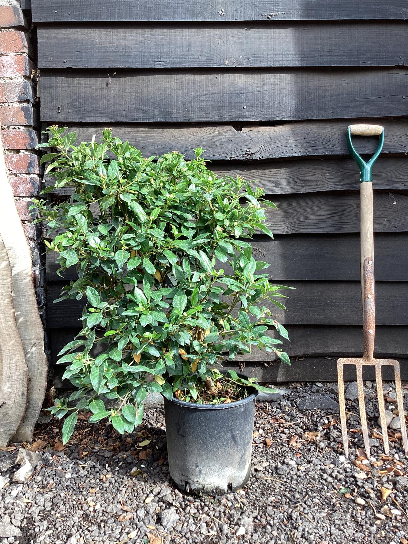 Viburnum tinus Eve Price - 20lt