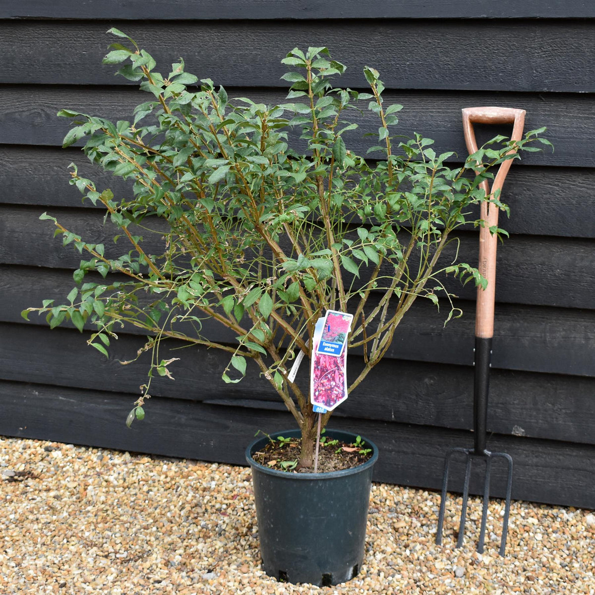 Euonymus alatus | Winged Spindle Tree - Shrub - Height  40-60cm - 10lt