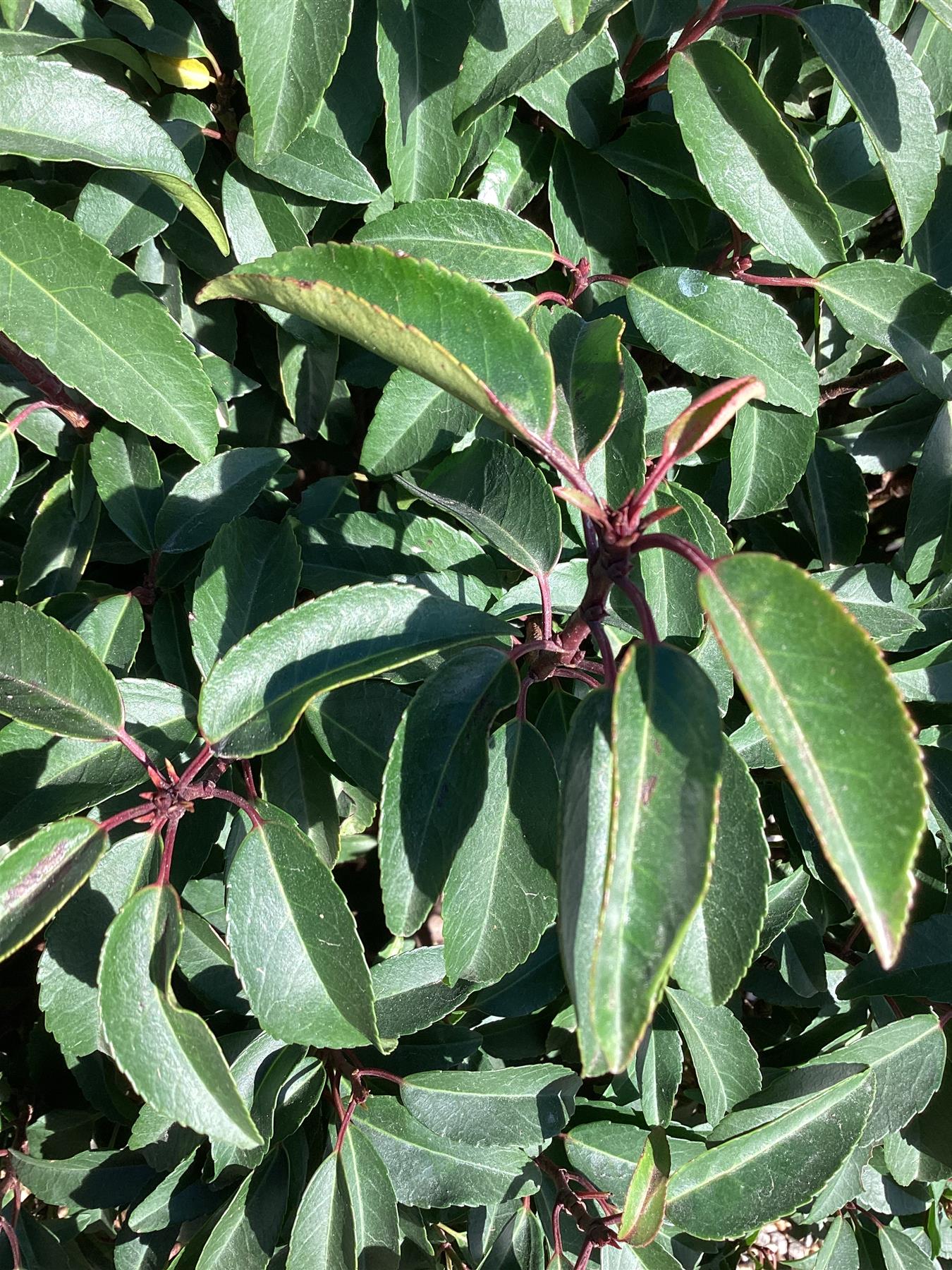 Prunus lusitanica | Portuguese Laurel Cherry - Ball - 120-140cm - 55lt