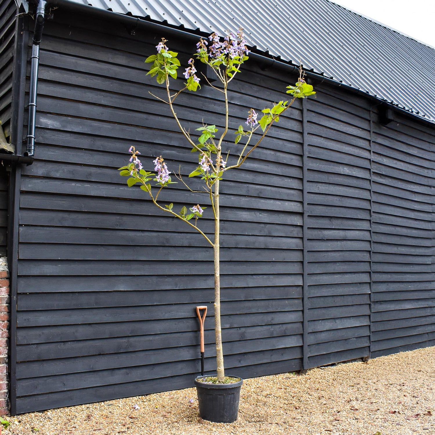 Paulownia tomentosa | Foxglove Tree - Girth 12-14cm - Height 300-350cm - 45lt