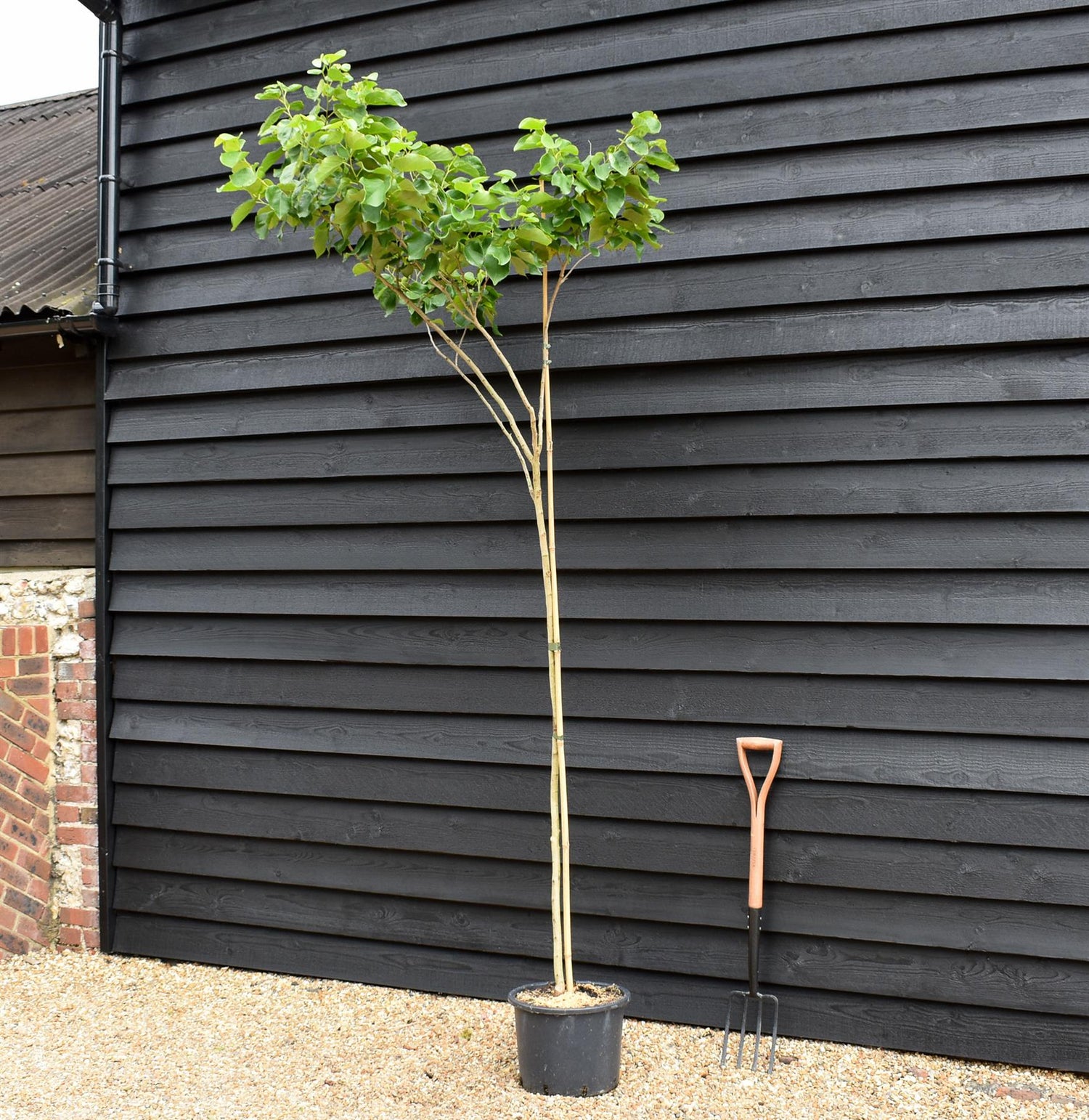 Cercis chinensis Shirobana- Height 200-220cm - Feathered - 20lt