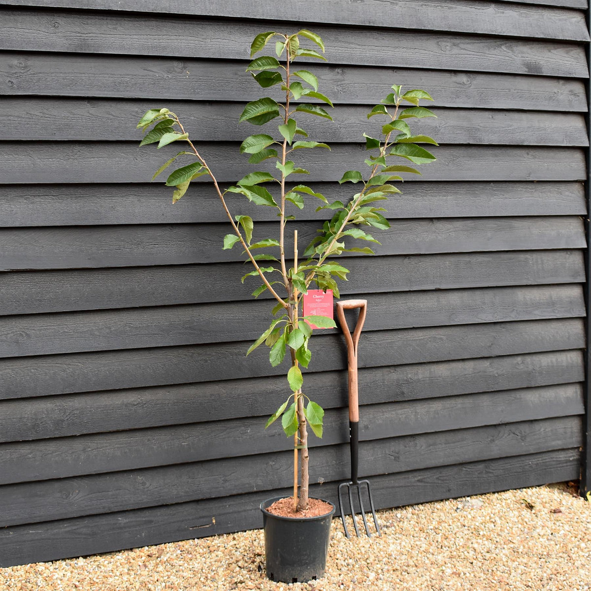 Cherry 'Sunburst' on Colt | Prunus Avium - Semi-Dwarfing - 160-170cm - 12lt
