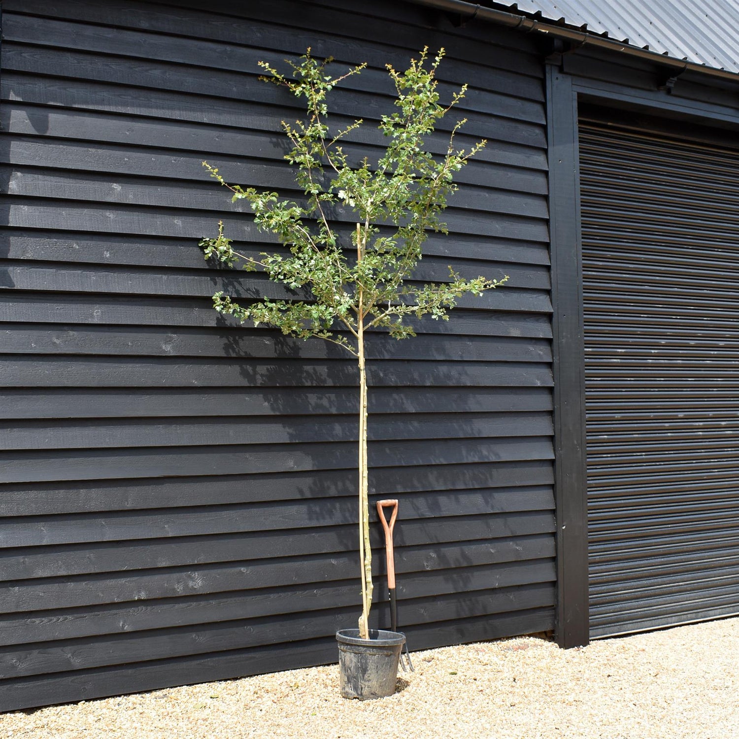 Crataegus Laevigata 'Paul's Scarlet' | Hawthorn 'Paul's Scarlet' - Height - 270-290cm - 40lt
