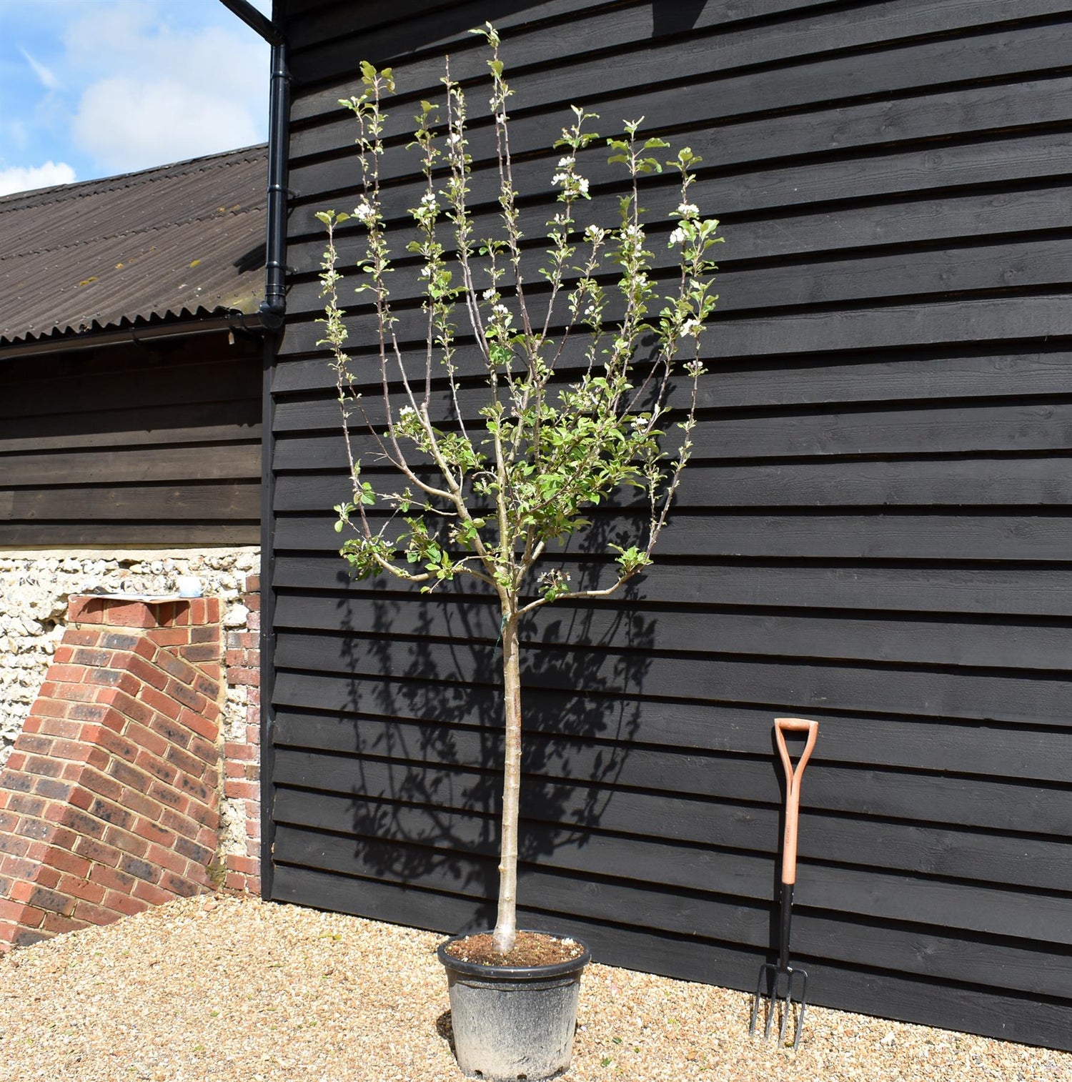 Apple tree 'Fuji' | Malus Domestica - Clear Stem 100cm - Height 200-250cm - Girth 12-14cm - 30lt