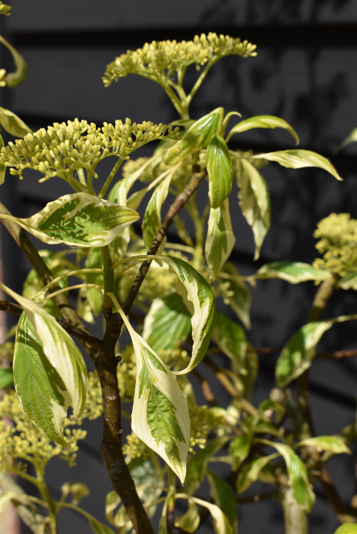 Cornus controversa 'Variegata' | Wedding Cake Tree -200-250cm, 90lt