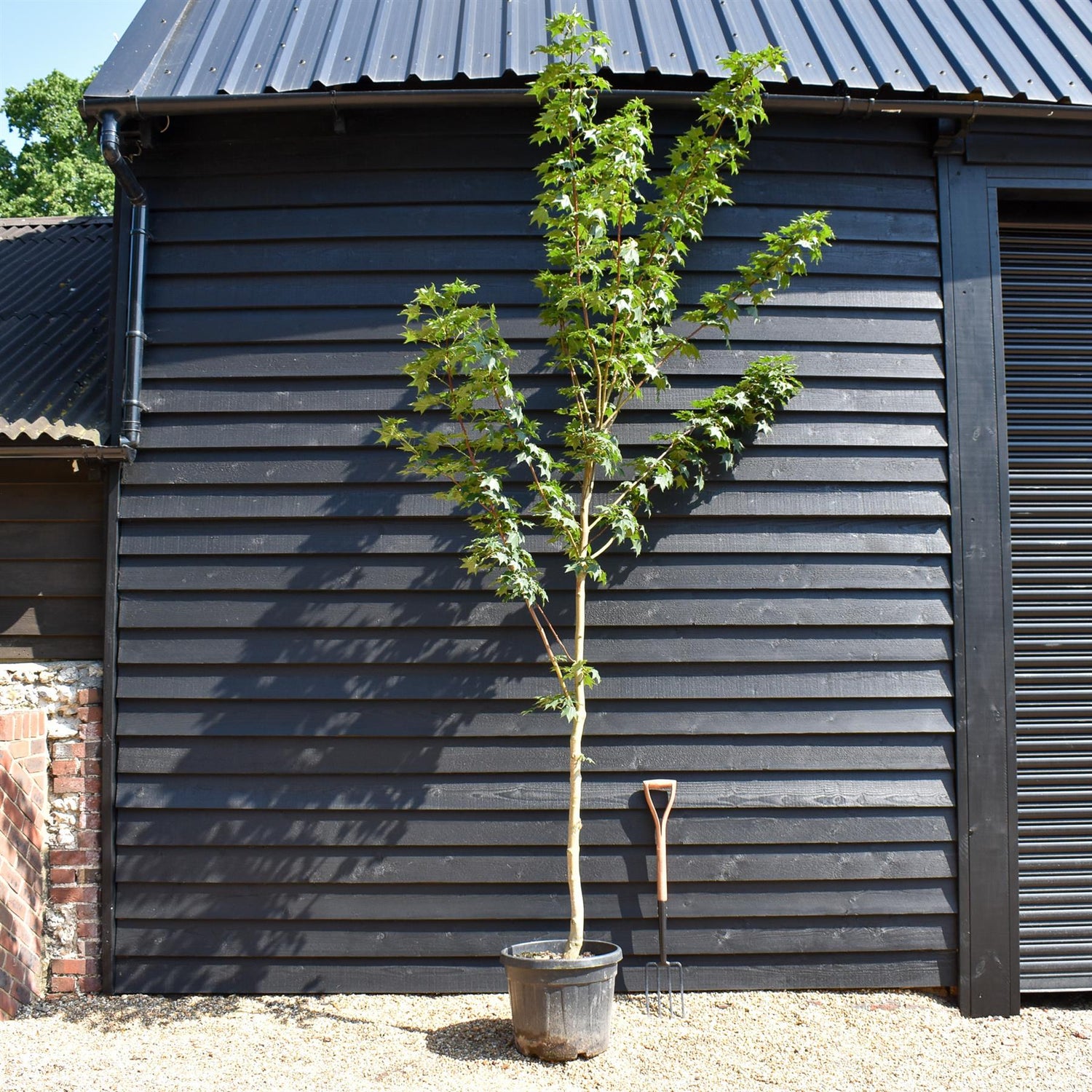 Red Cappadocian Maple | Acer cappadocicum 'Rubrum' - Height 200-250cm - Girth 8-10cm - 45lt