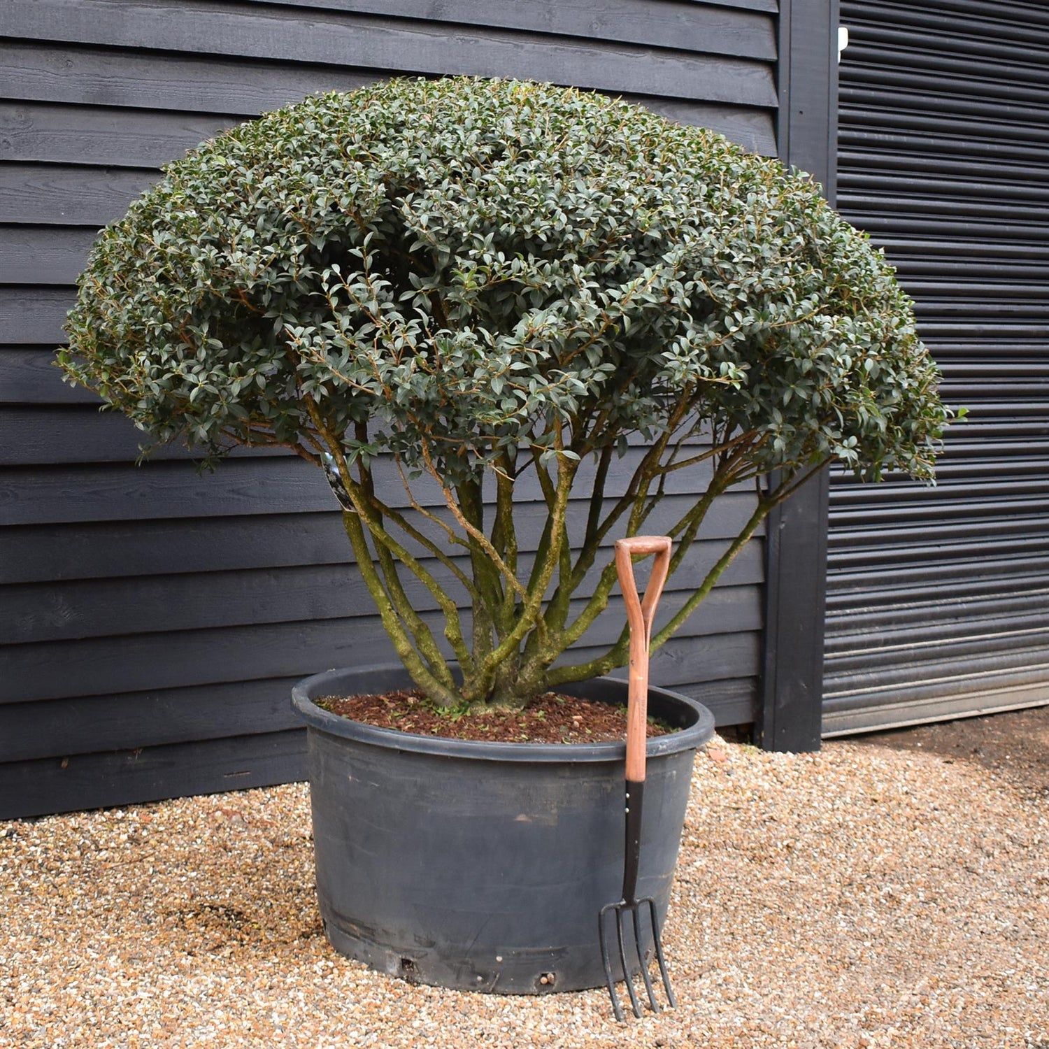Osmanthus x burkwoodii | Burkwood Osmanthus - Parachute - Height 150-160cm - Width 160-180cm - 285lt