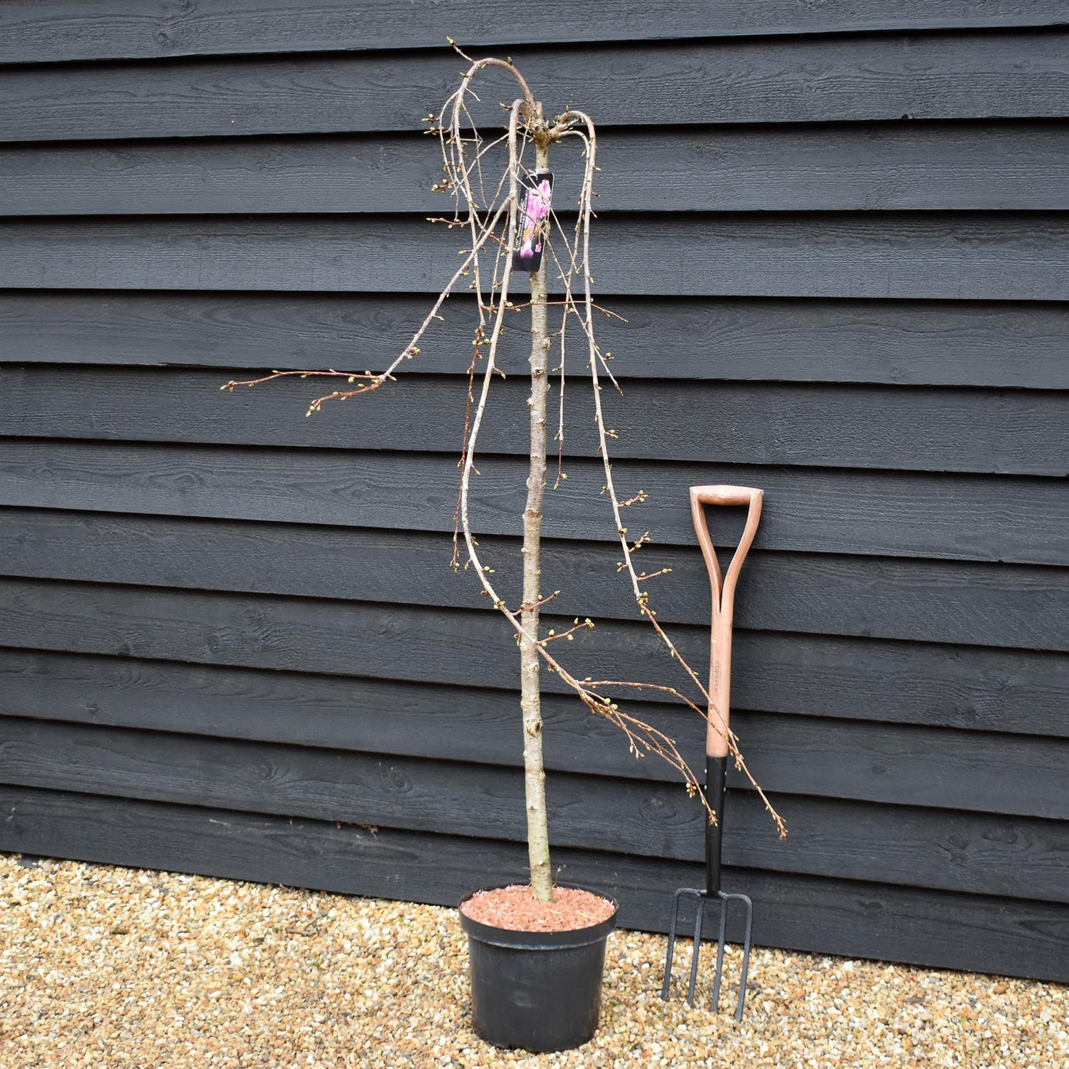 Prunus 'Kiku-shidare-zakura' | Weeping Oriental Cherry - Clear Stem 120cm - Girth 6-8cm - Height 150-200cm - 10lt