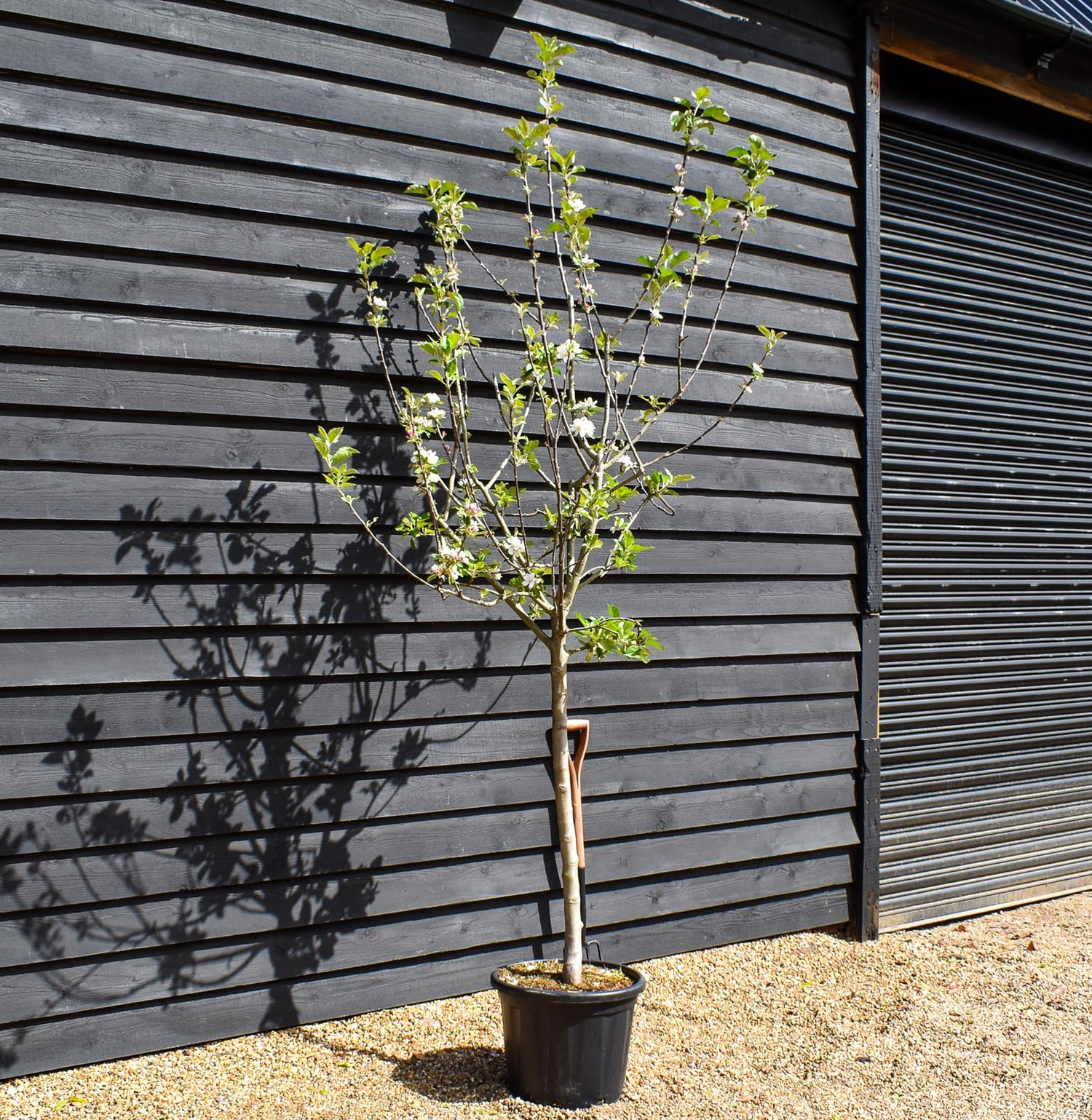 Apple tree 'Starking' (Red Delicious) | Malus Domestica 'Starking' (Red Delicious) - Clear Stem - Height 200-250cm - Girth 14-16cm - 30lt