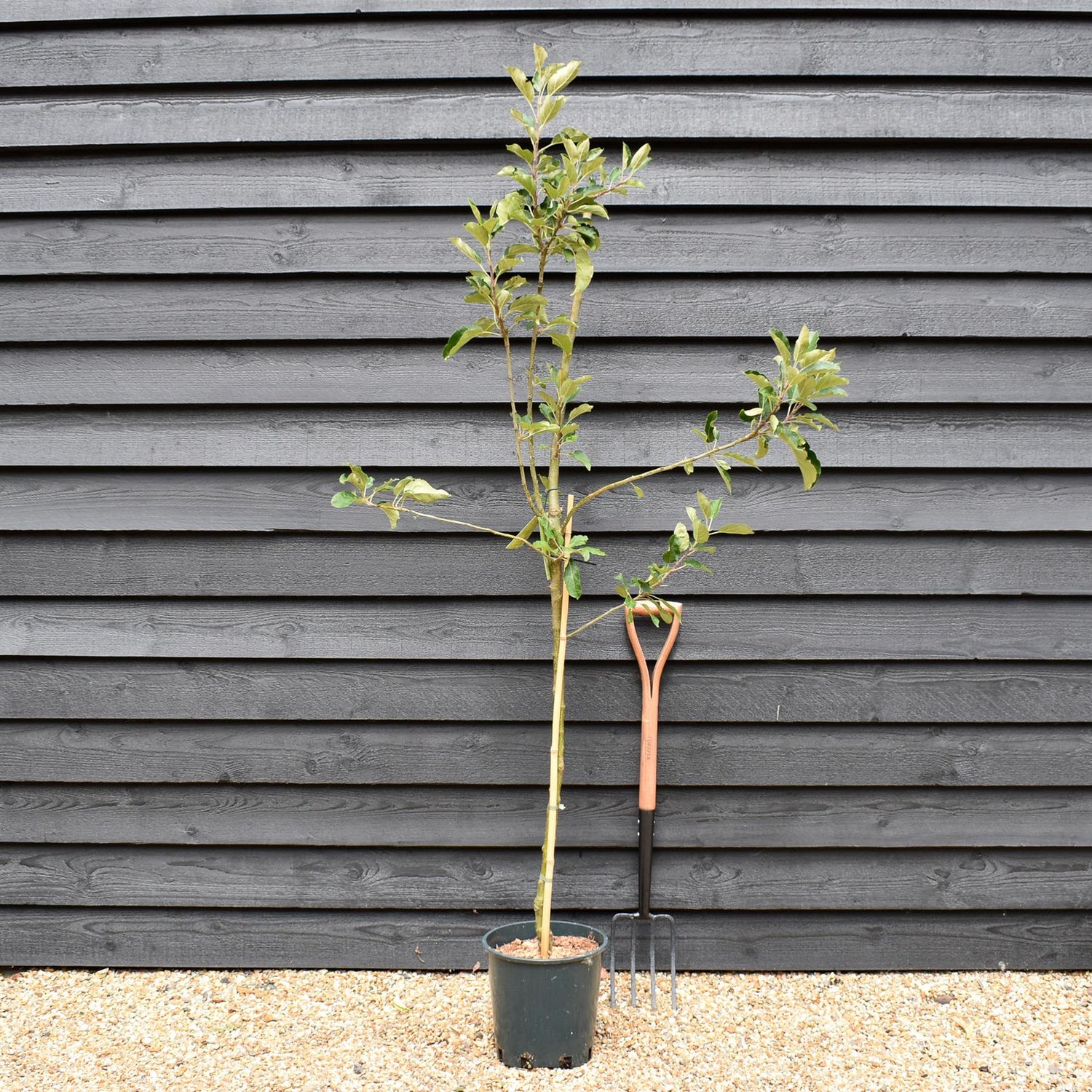 Apple tree 'Scrumptious' | Malus domestica - MM106 - Semi-Dwarfing - 150-160cm - 10lt