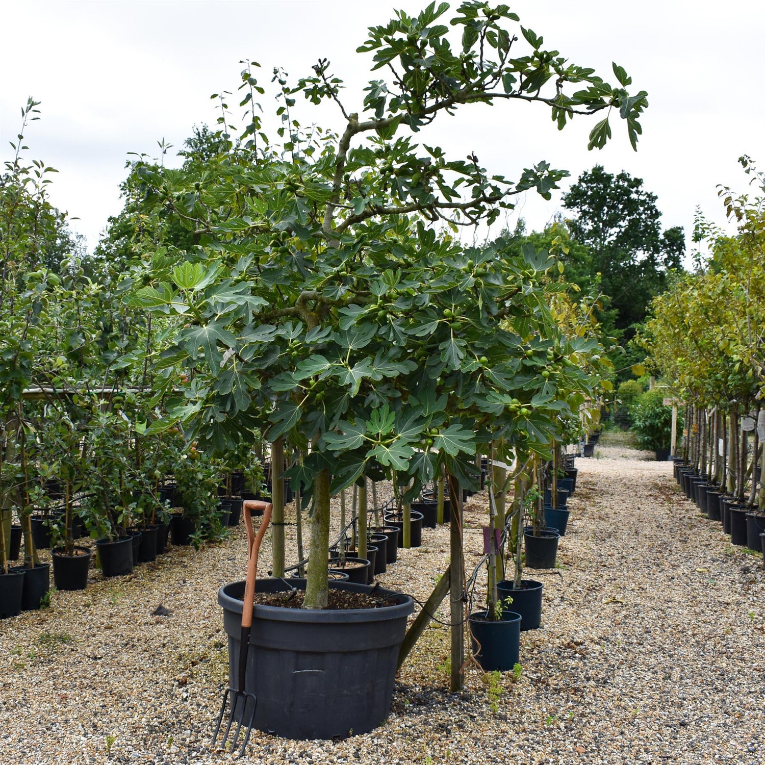 Fig - Ficus carica 'Brogiotto Bianco' - Large - Trained - Espalier - 230cm - 230lt