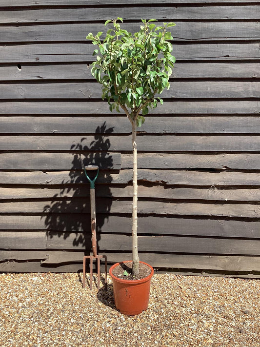 Pear tree 'Williams' Bon Chretien' | Pyrus communis  - 170-180cm - 30lt