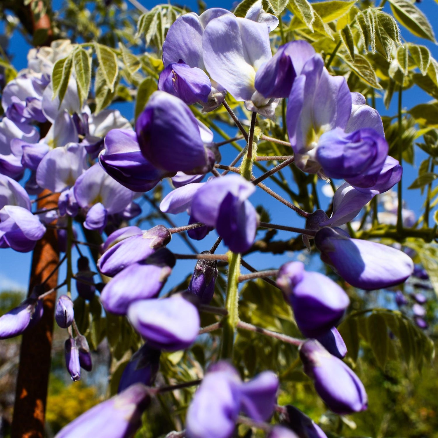 Wisteria floribunda - Ito Koku Riu - Metal Arch - Height 250cm Width 150cm - 55lt