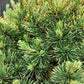 Pinus mugo 'Carsten's Wintergold' - Clear Stem - 100-120cm - 25lt