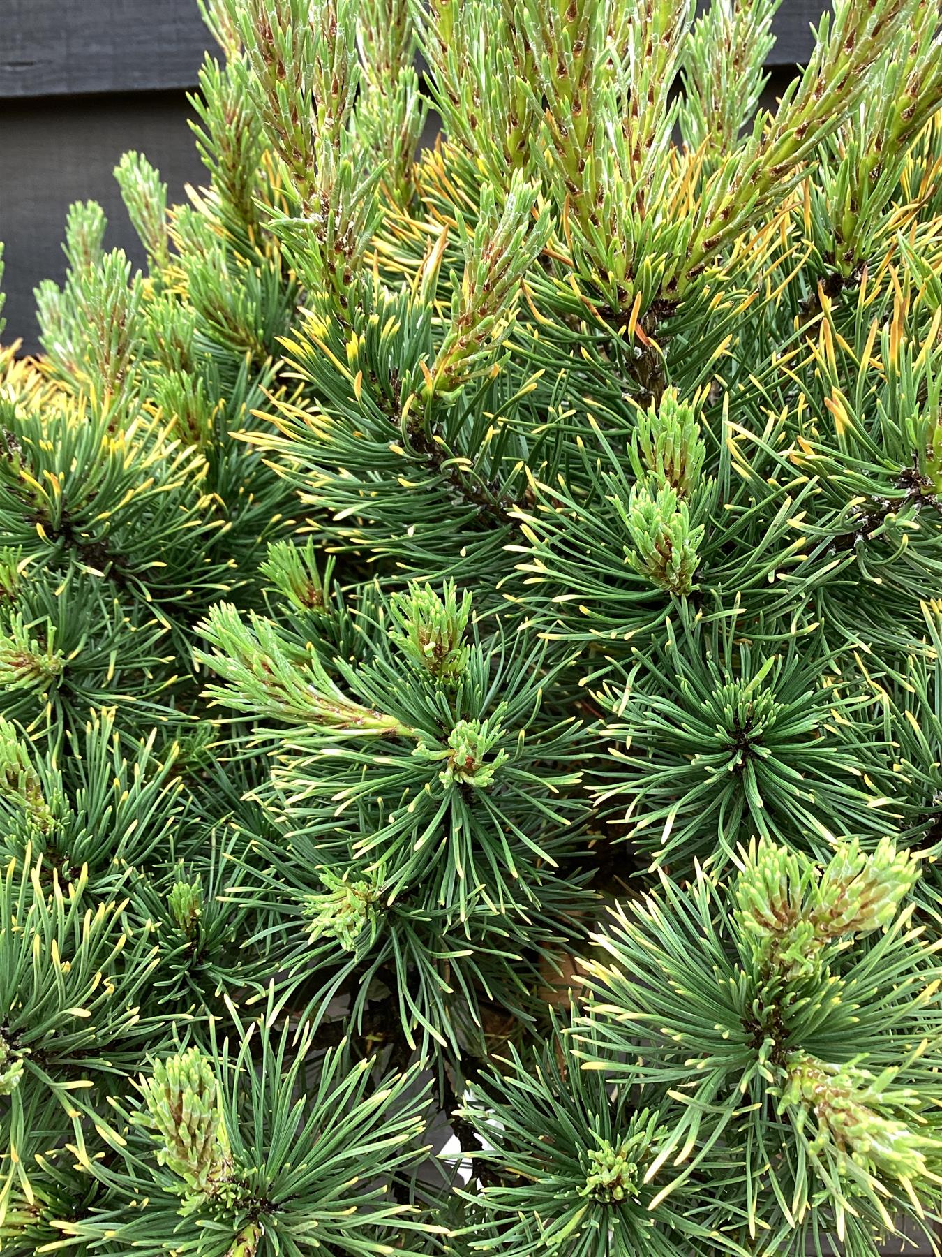 Pinus mugo 'Carsten's Wintergold' - Clear Stem - 100-120cm - 25lt