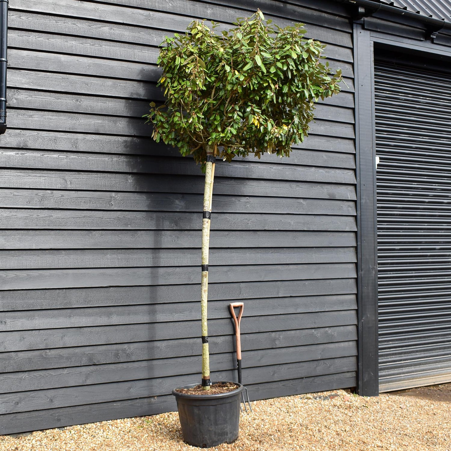 Elaeagnus ebbingei | Ebbing's Silverberry - Standard - Clear Stem 190cm - Girth 12-14cm - Height 280-300cm - 70lt