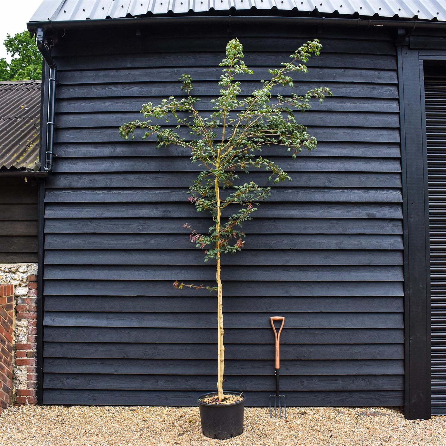 Field Maple | Acer campestre  - Clear Stem - Height 300-350cm - Girth 8-10cm - 40lt