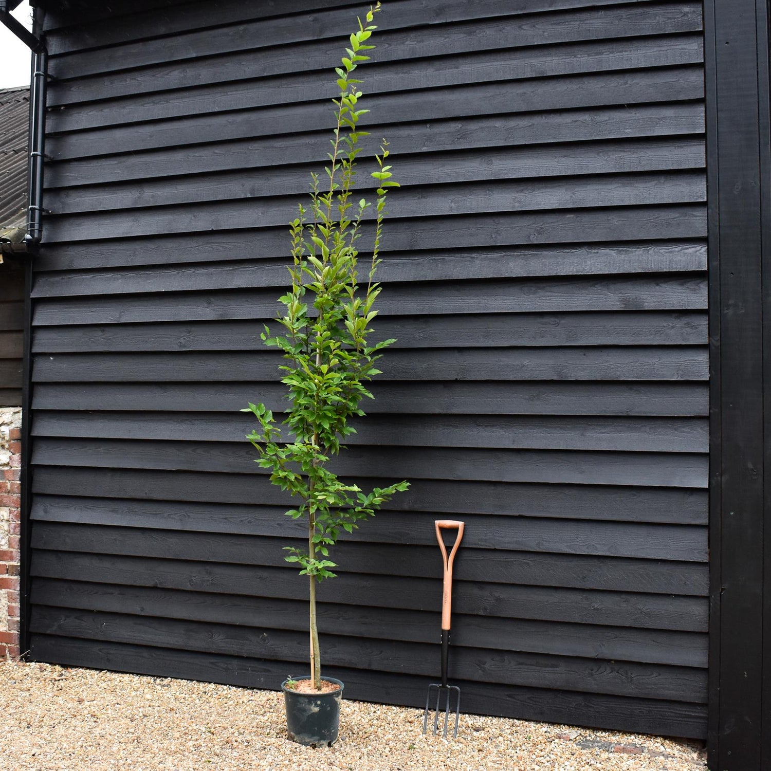 Carpinus betulus 'Fastigiata' | Hornebean Fastigata - Height 140-180cm - 10lt