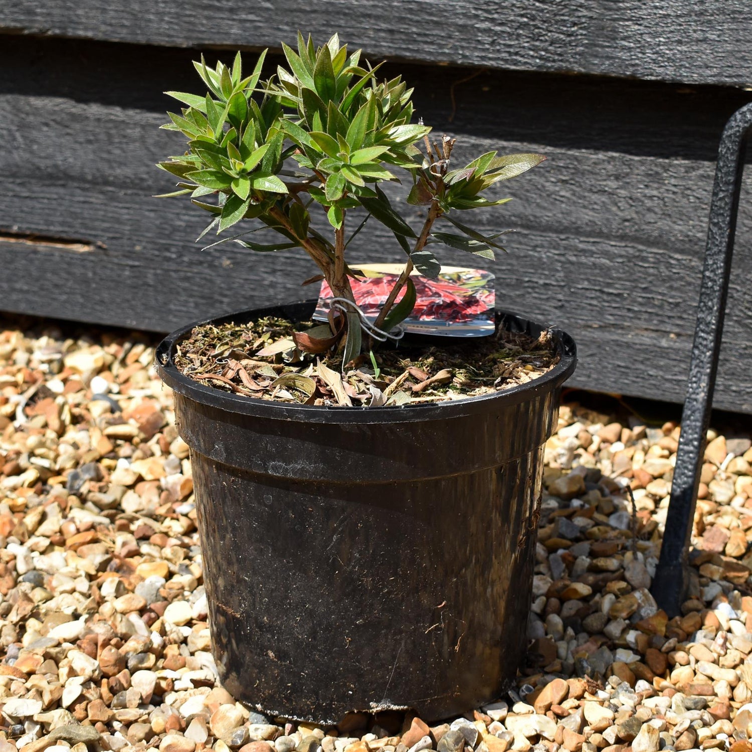 Callistemon 'Red Rocket' Bottlebrush - Shrub - Height 10-20cm - 2lt