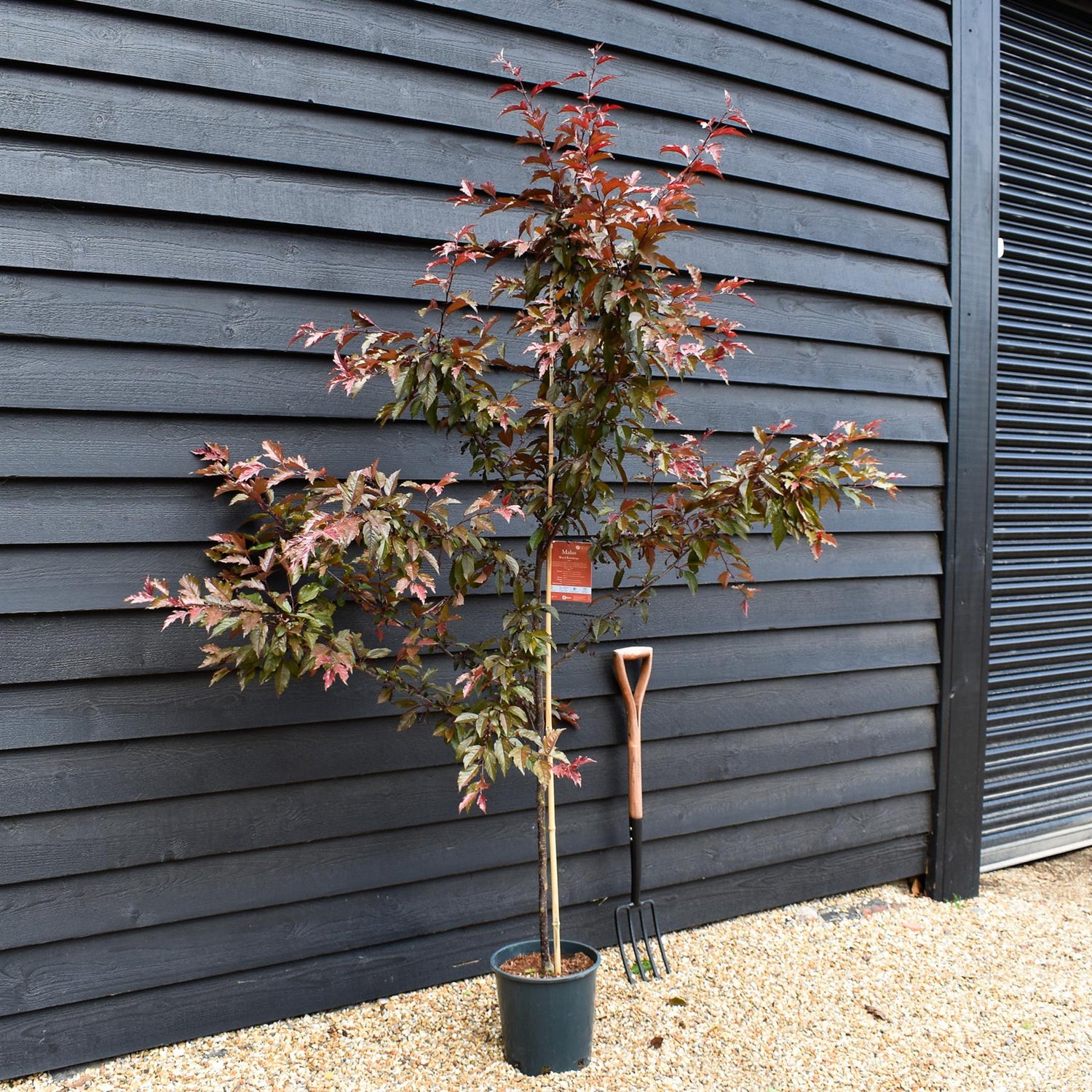 Crab apple | Malus Royal Raindrops - Height 160-180cm - 12lt