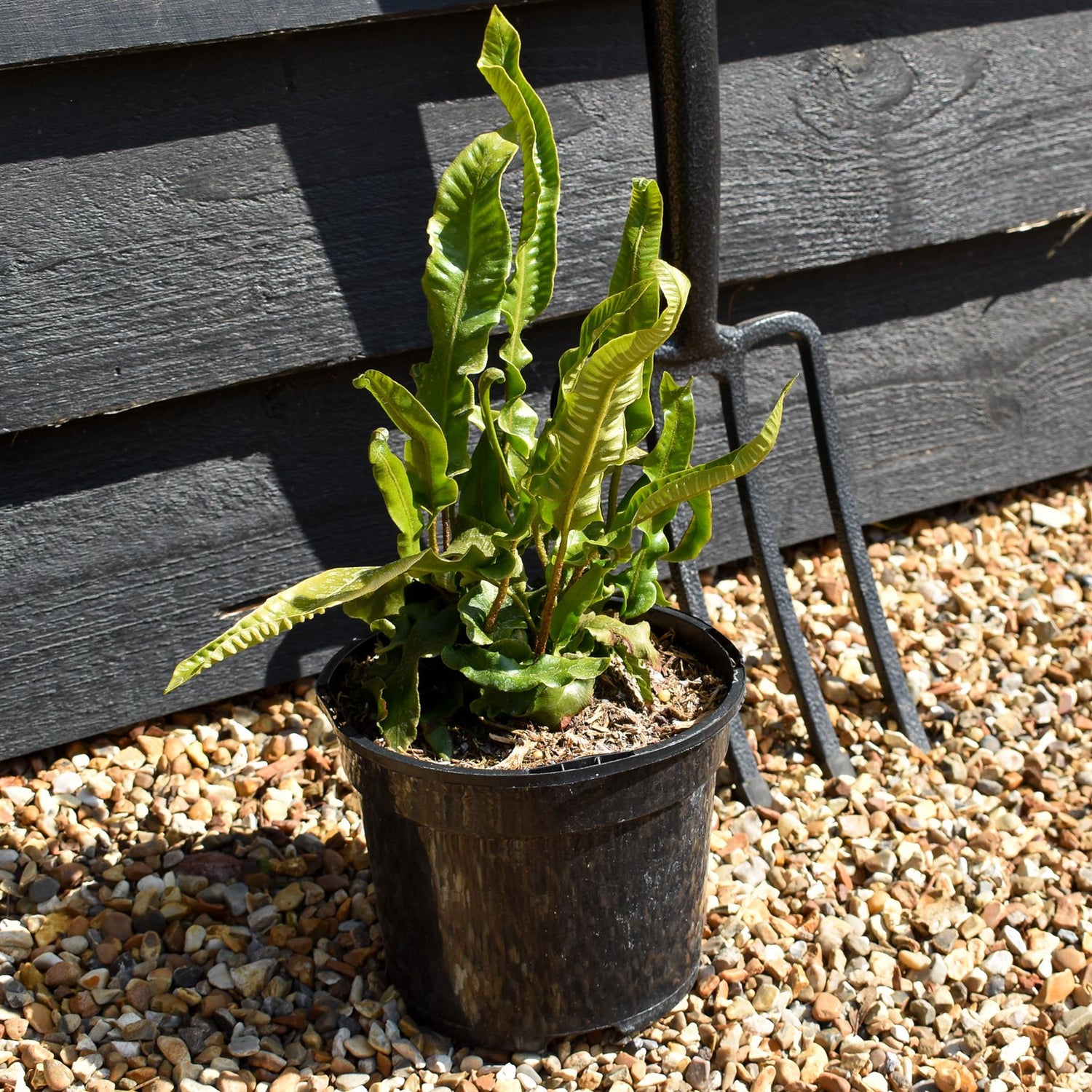 Asplenium scolopendrium - Fern - Height 20-30cm - 2lt