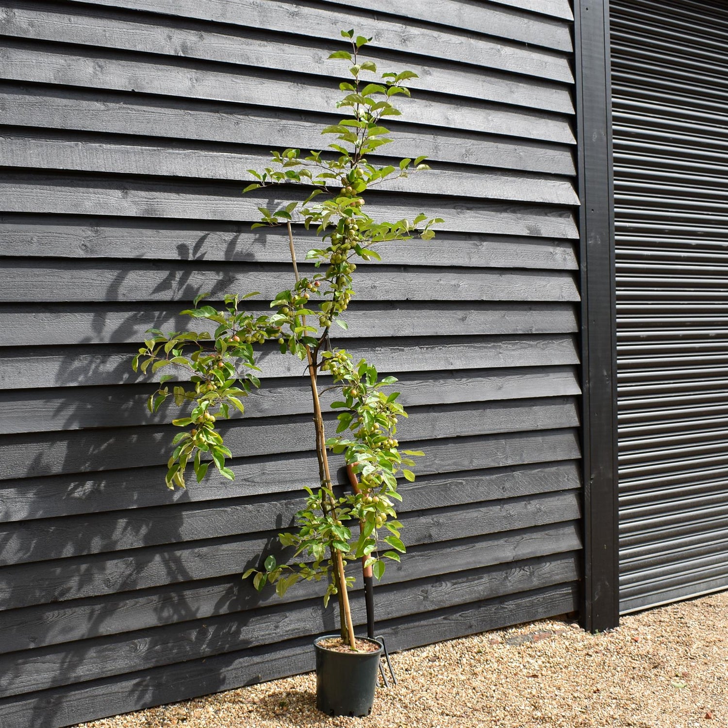 Crab apple | Malus Gorgeous  - 160-180cm - 12lt