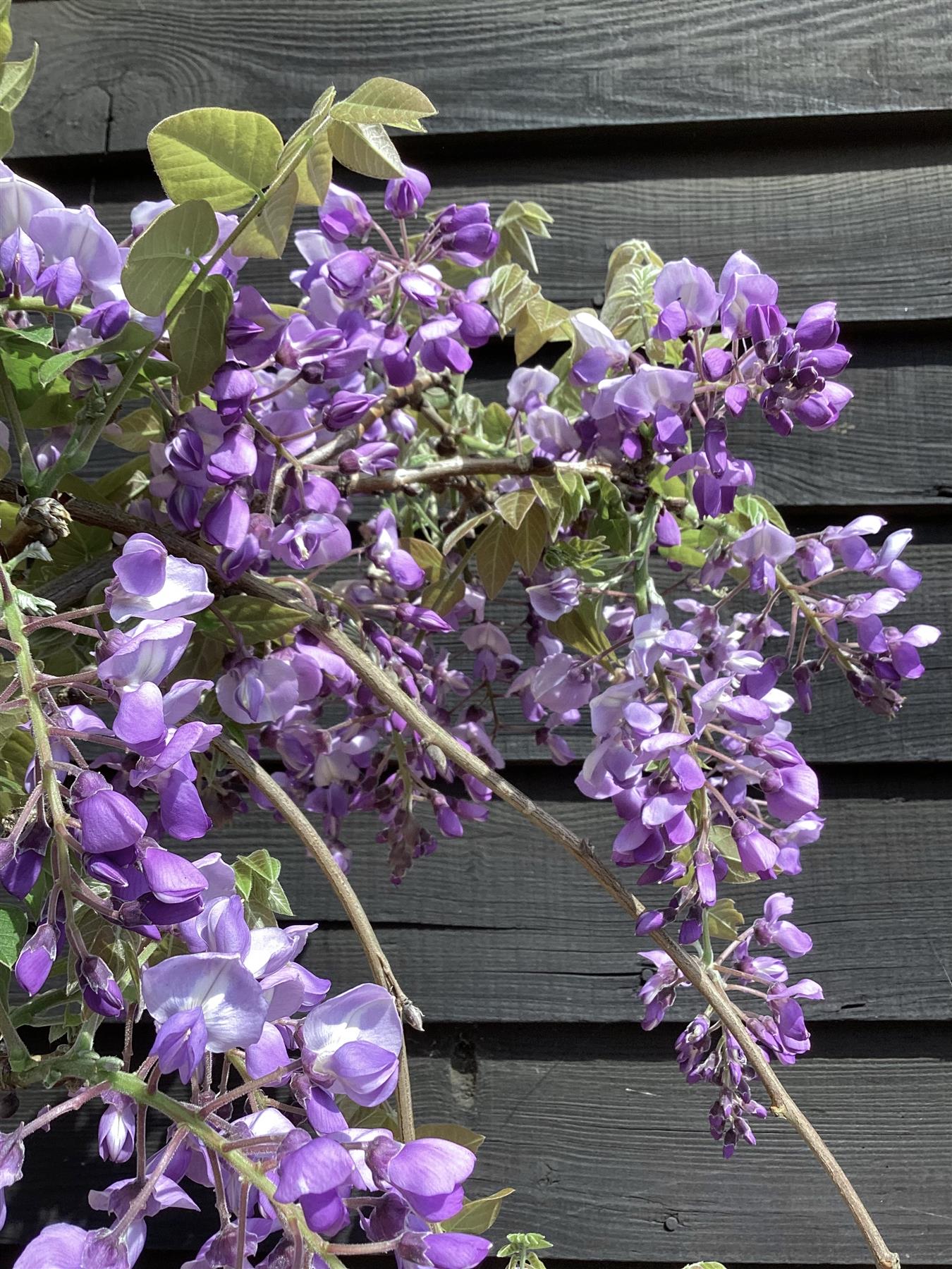 Wisteria sinensis | Chinese wisteria - 240-250cm, 25lt
