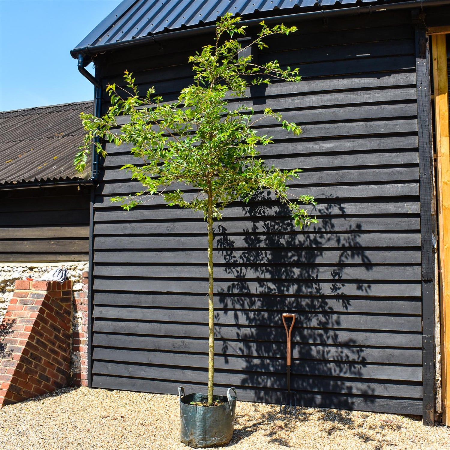 Prunus subhirtella Autumnalis Rosea - Clear Stem 140cm - Girth 10-12cm - Height 300-350cm - 45lt