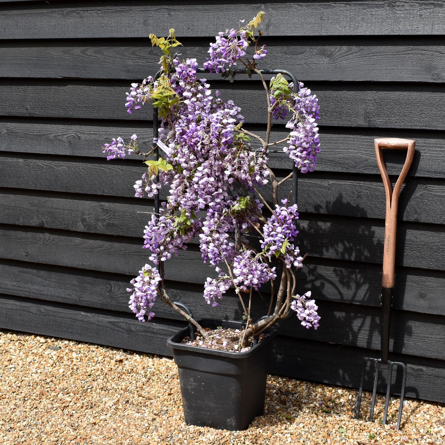 Wisteria brachybotrys 'Iko yama Fuji' - Frame (H) 90 - (W) 50 cm - Height 90cm - 18lt