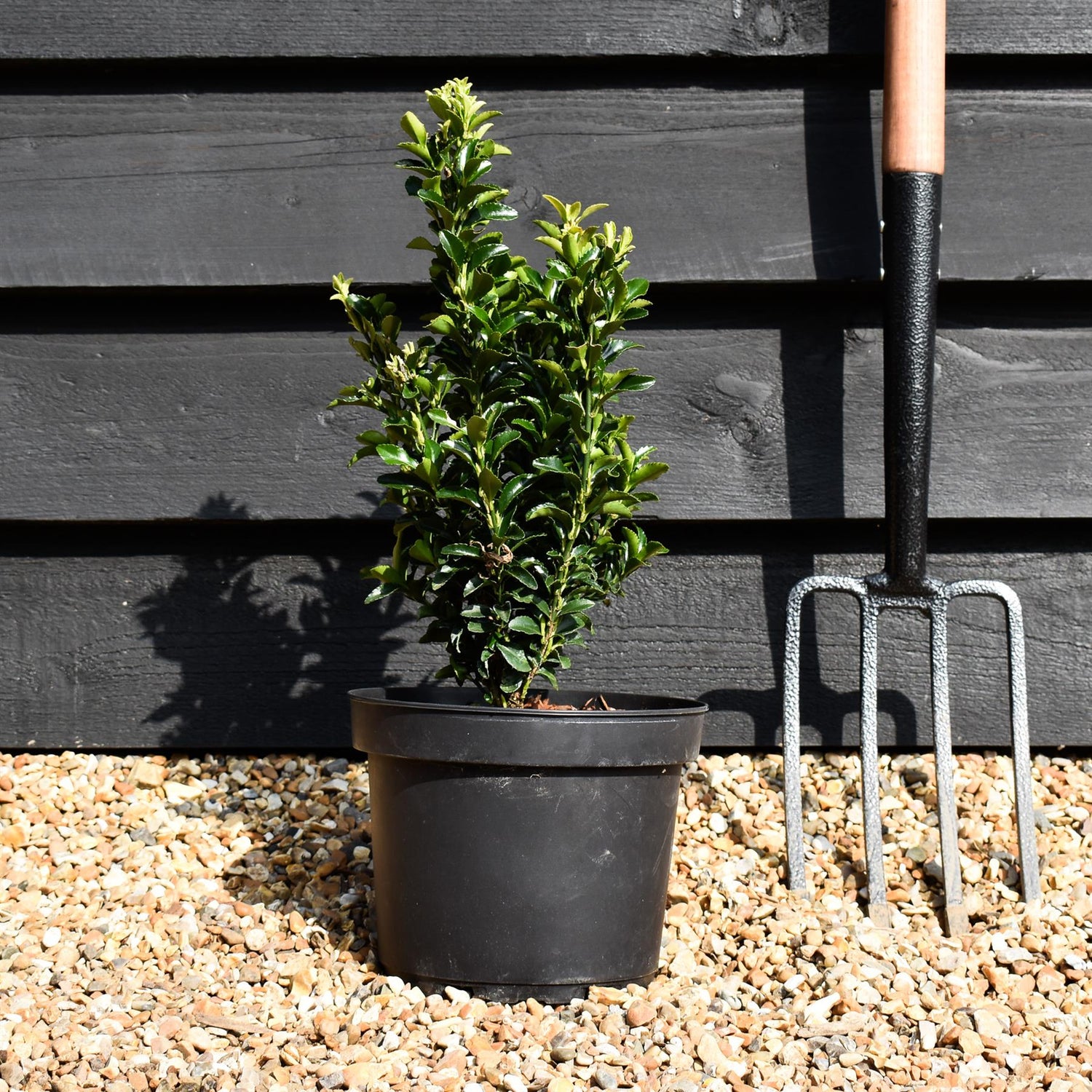 Euonymus japonicus 'Green Spire' - 30-40cm, 5lt